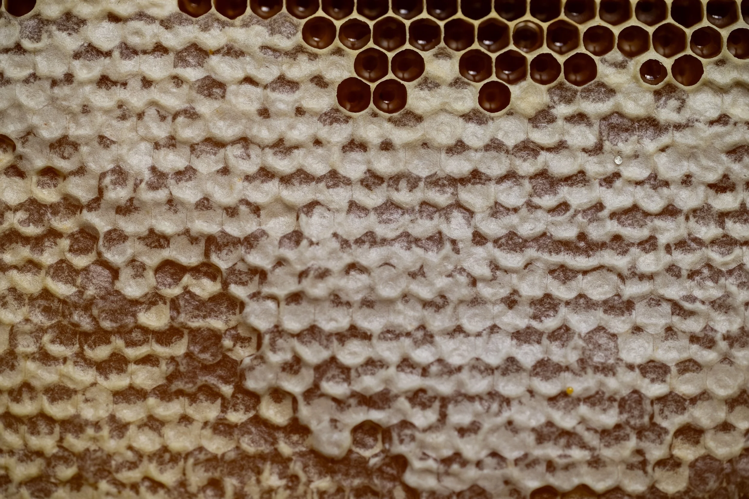 Capped Honey Cells, 2025