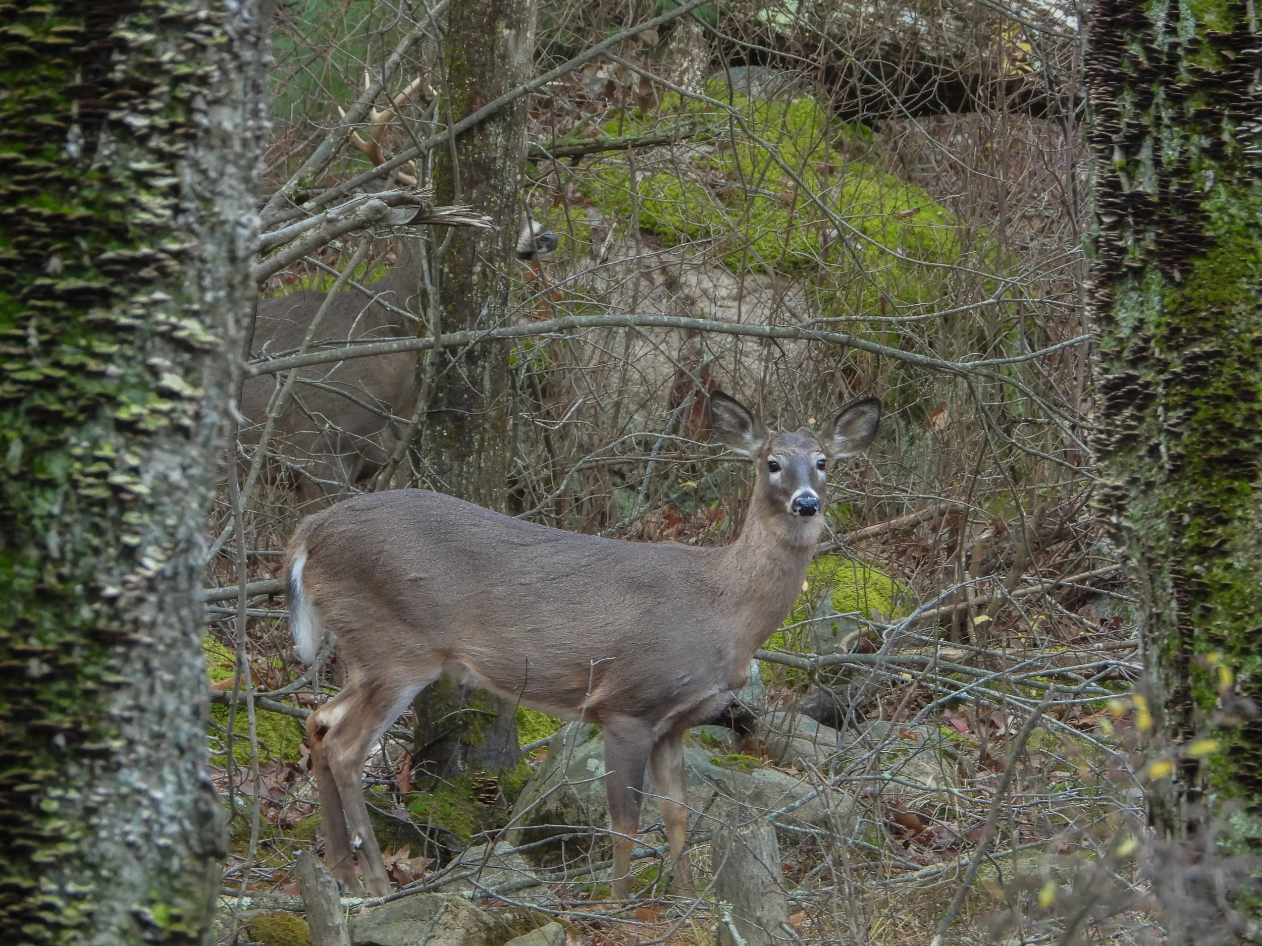 White-tailed Deer (Odocoileus virginianus), 2025