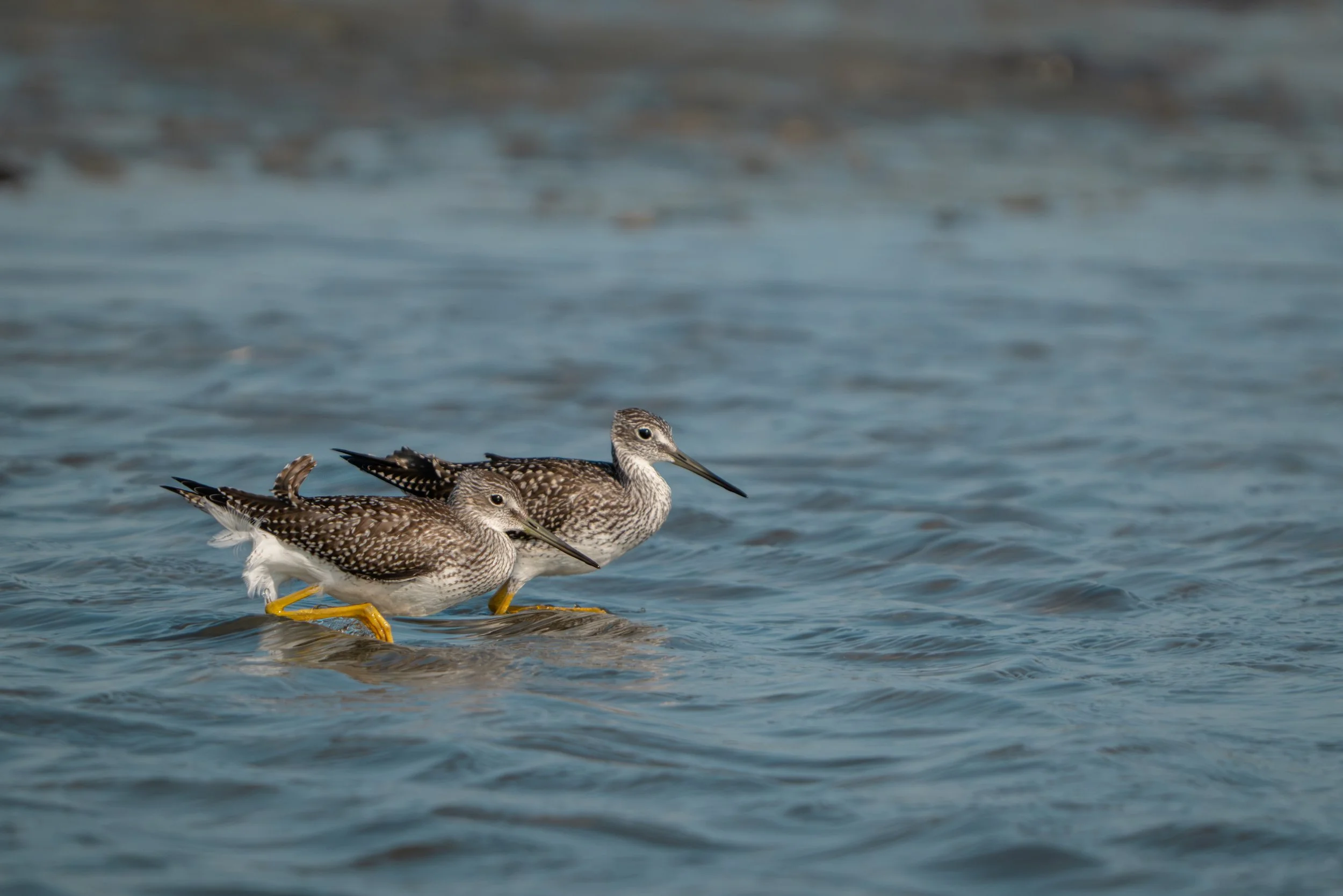Greater Yellowlegs (Tringa melanoleuca), 2025