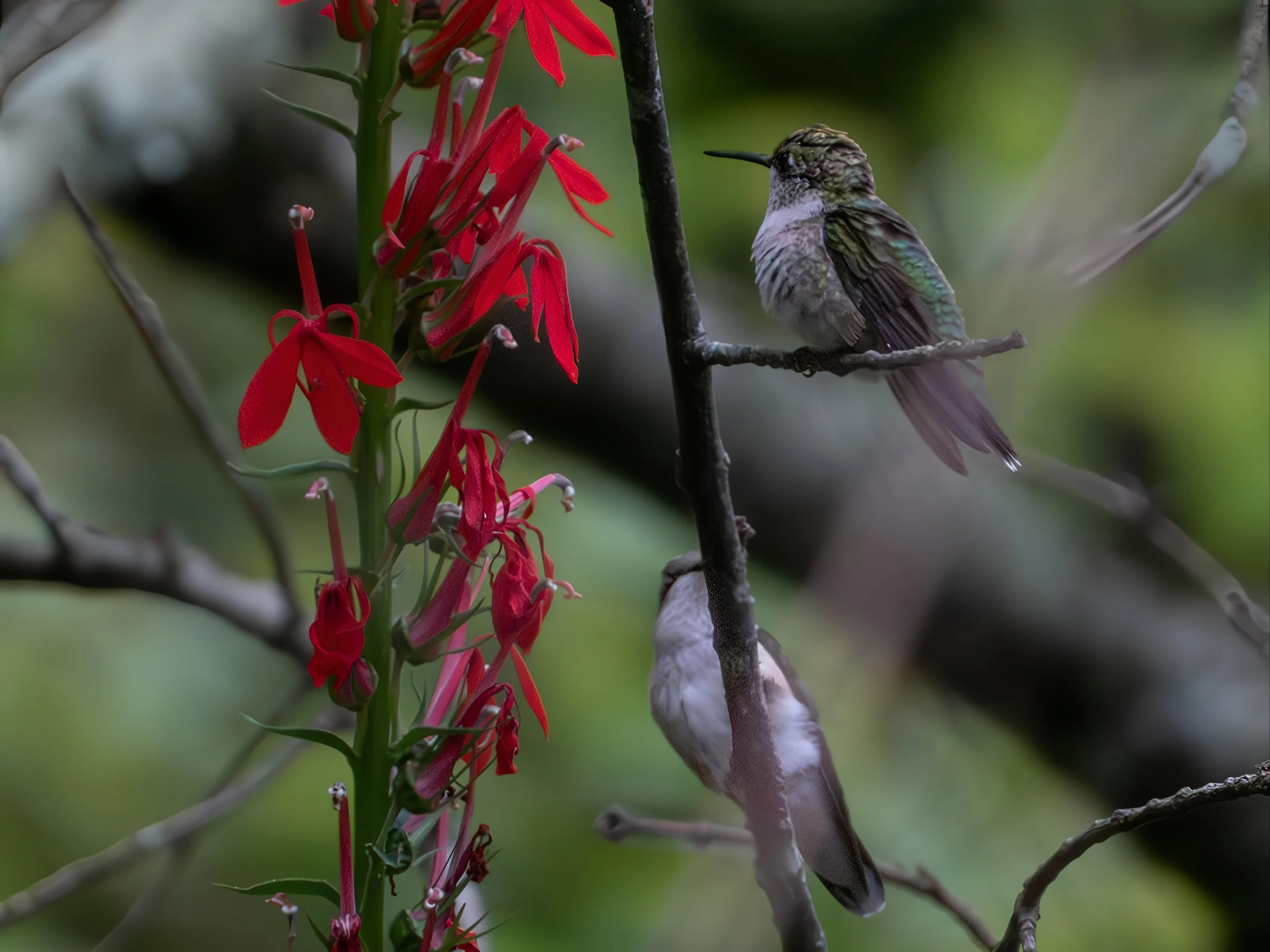 Ruby-throated Hummingbird (Archilochus colubris), 2025
