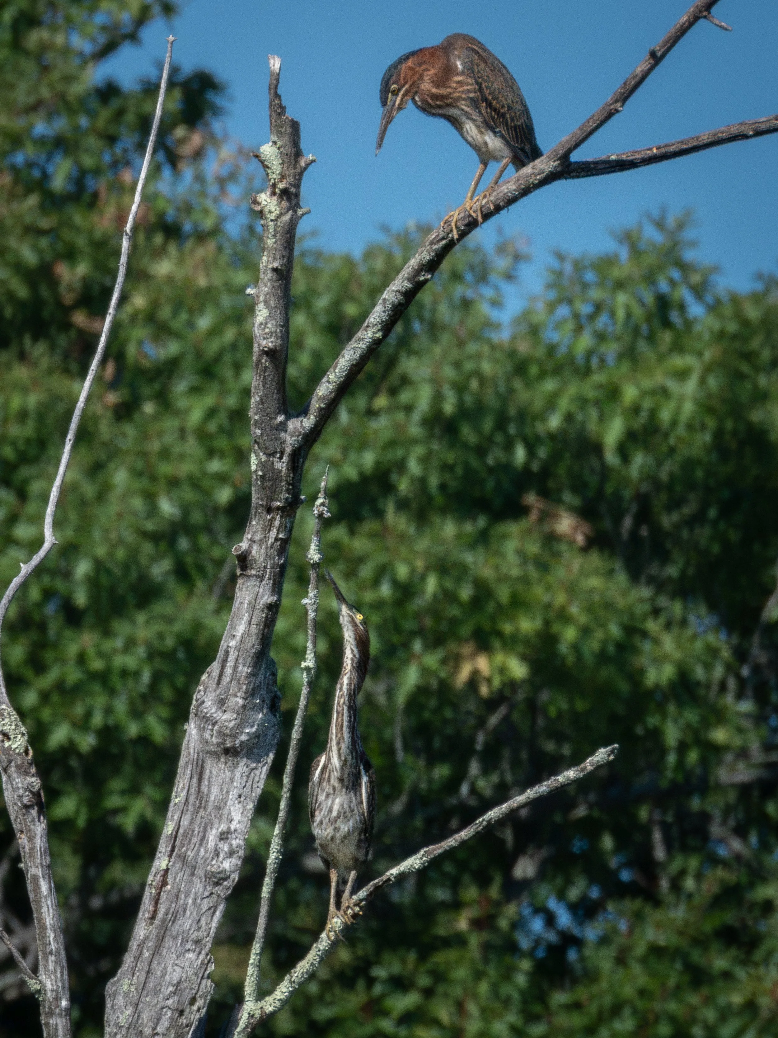 Green Heron.jpg