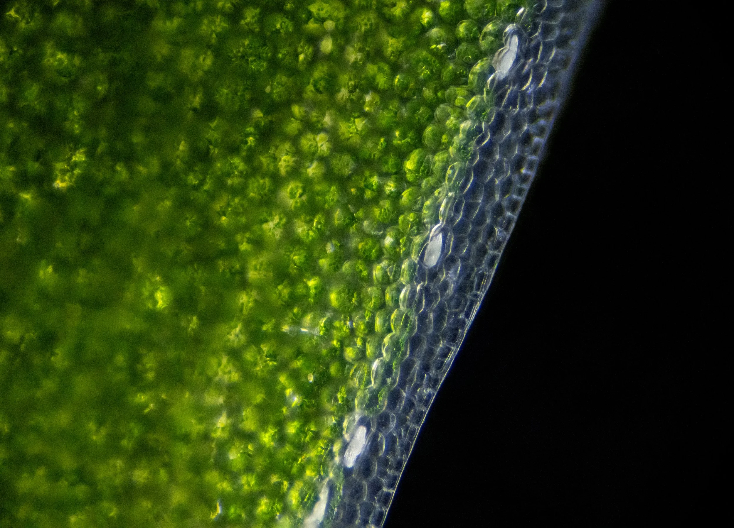 Scindapsus pictus Pigments, 2025