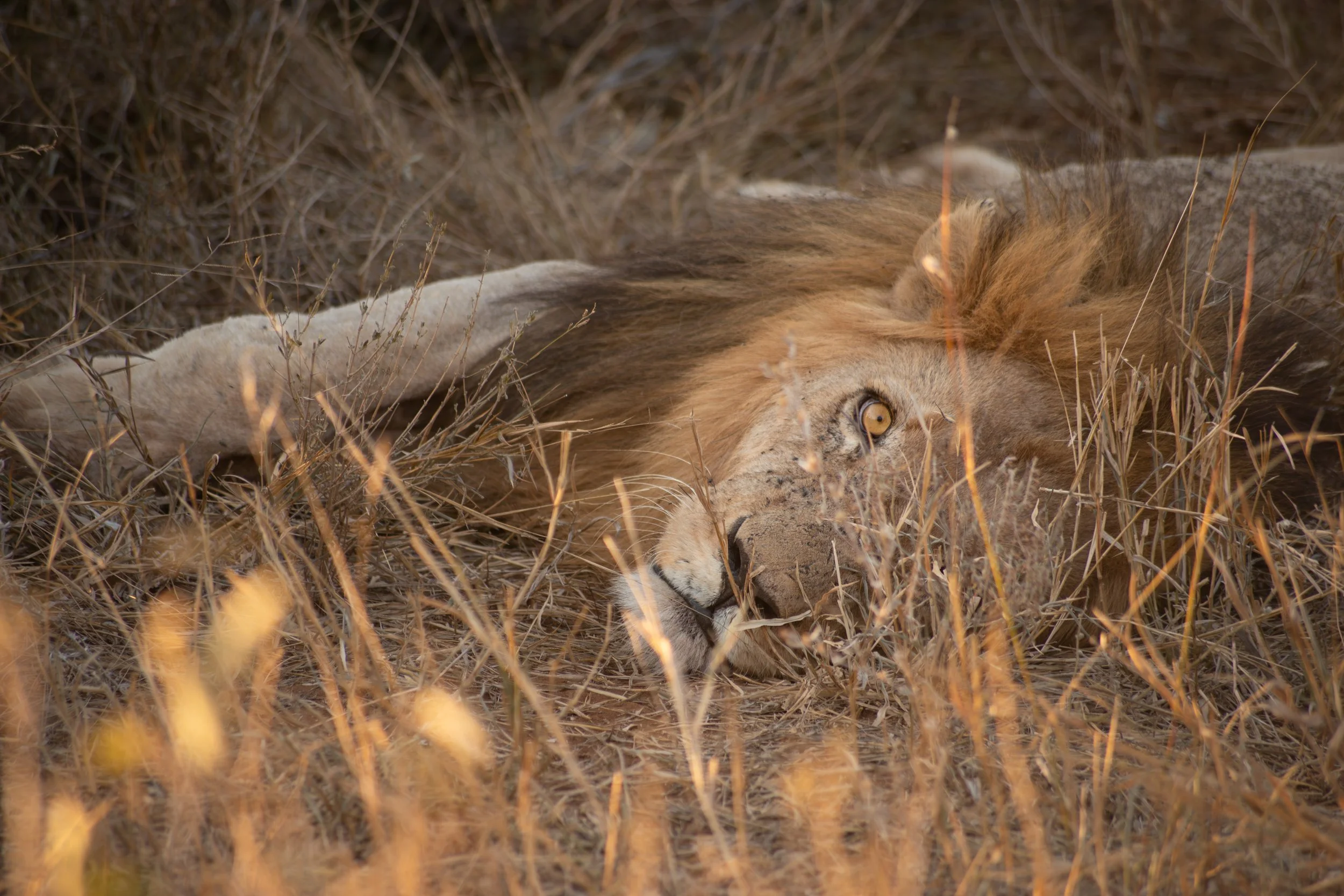 Lion (Panthera leo), 2015