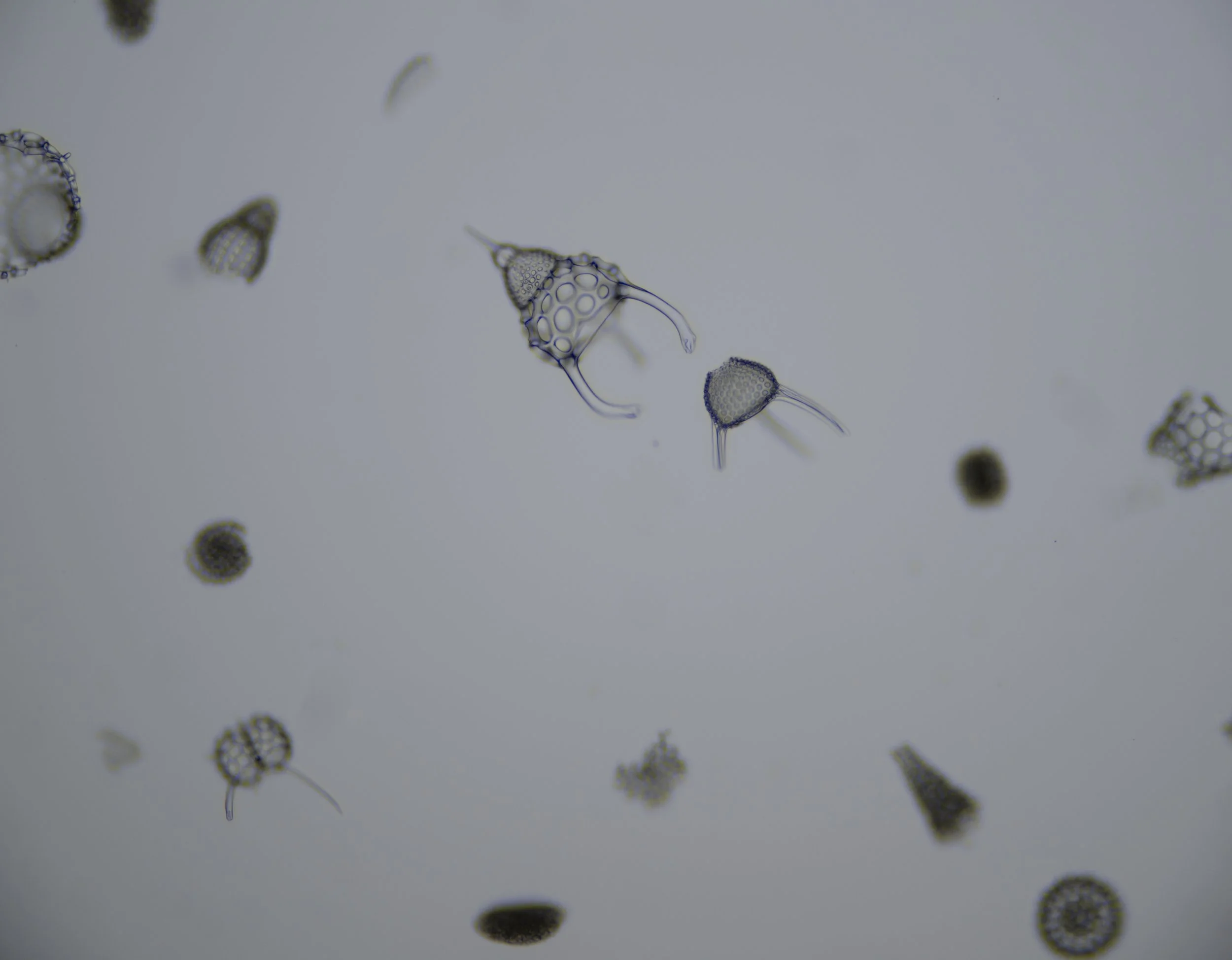 Radiolaria, 2025
