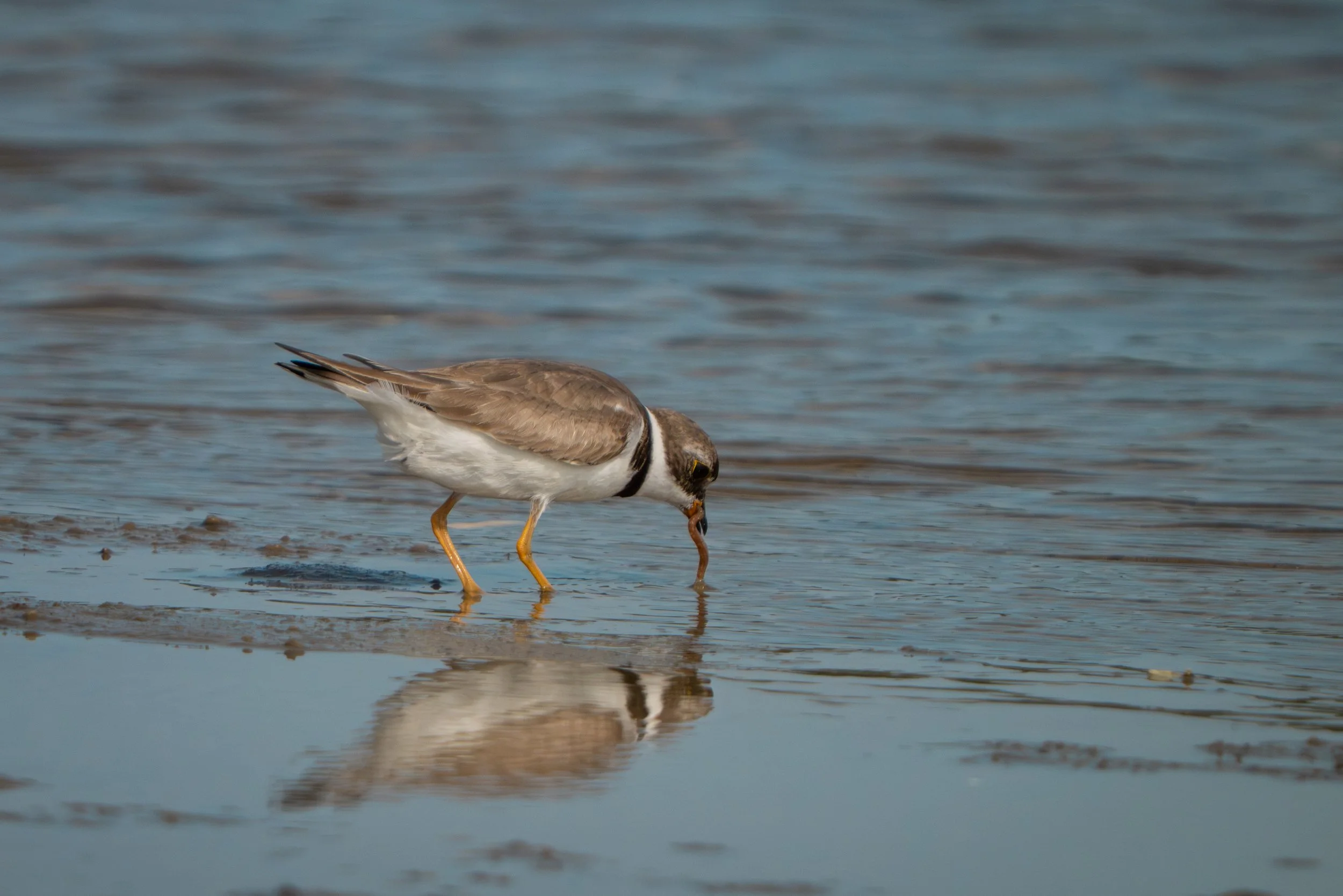 Semipalmated Plover (Charadrius semipalmatus), 2025