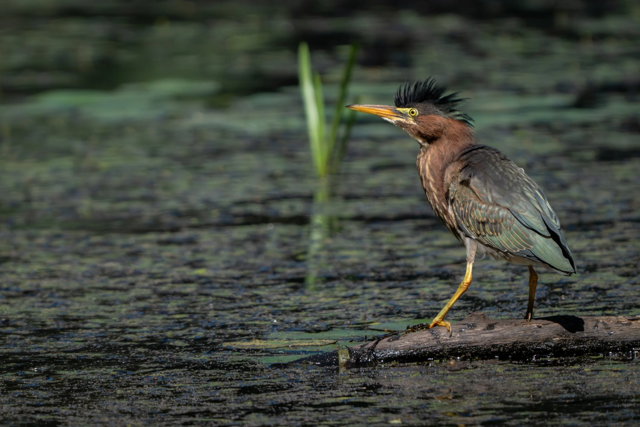 Green Heron (Butorides virescens), 2025