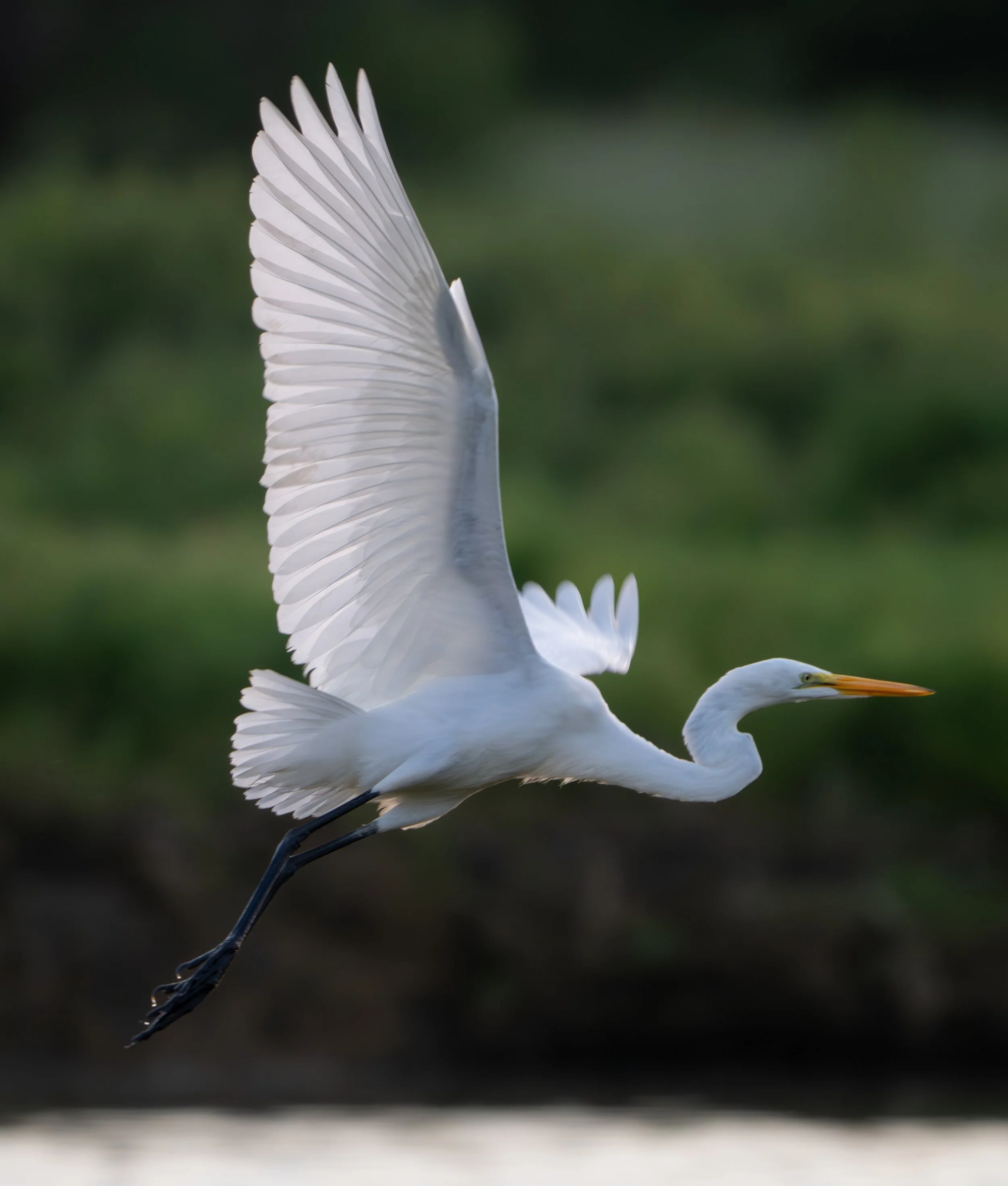 Great Egret (Ardea alba), 2025