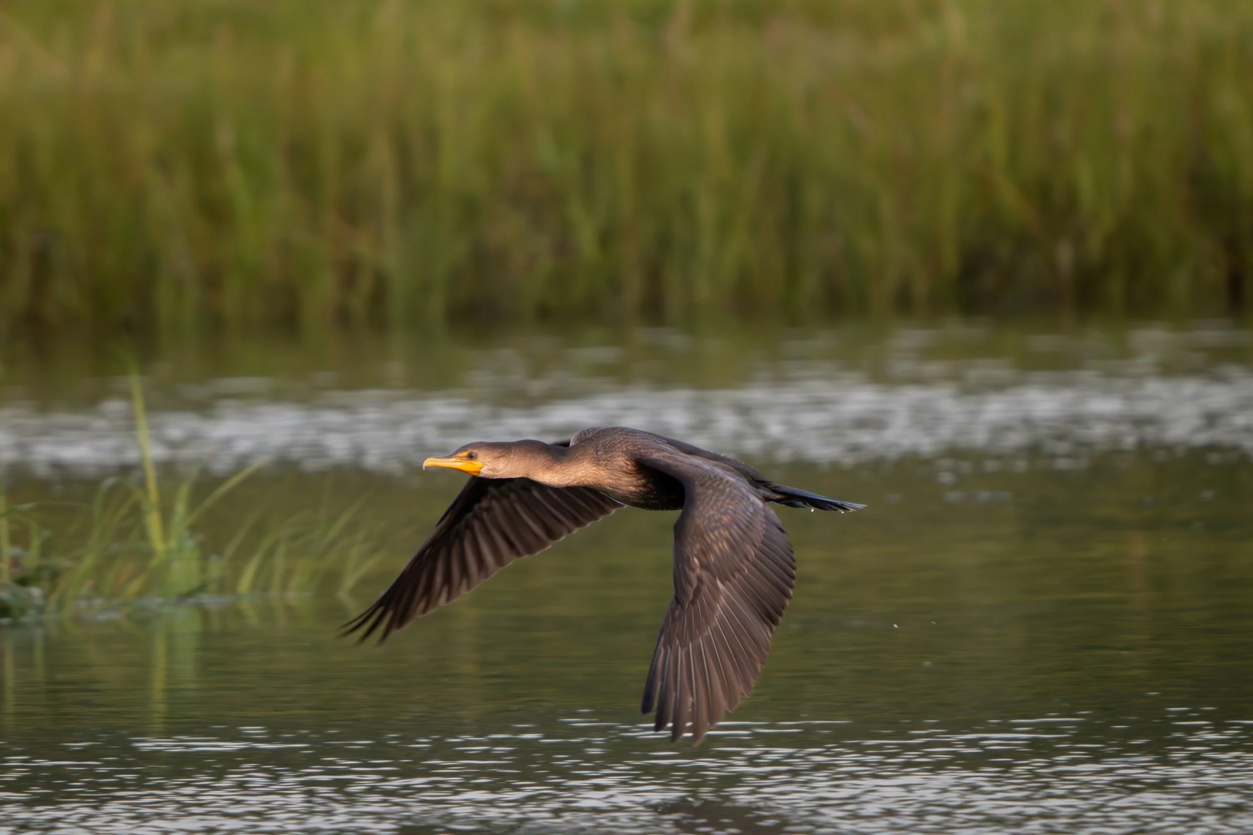 Double-crested Cormorant (Nannopterum auritum), 2025