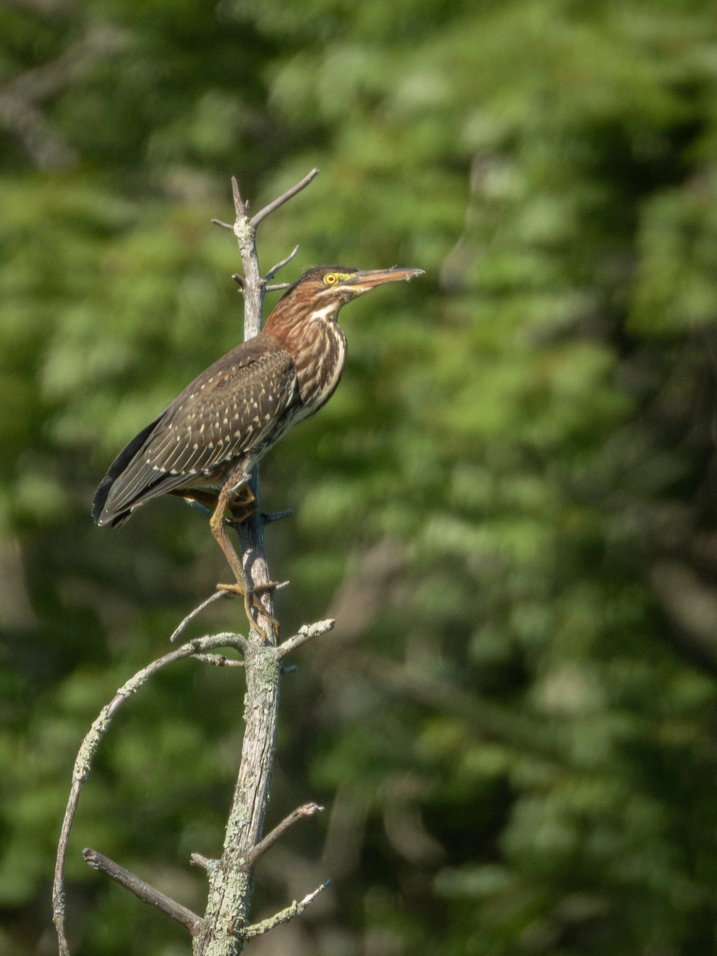 Green Heron-5.jpg