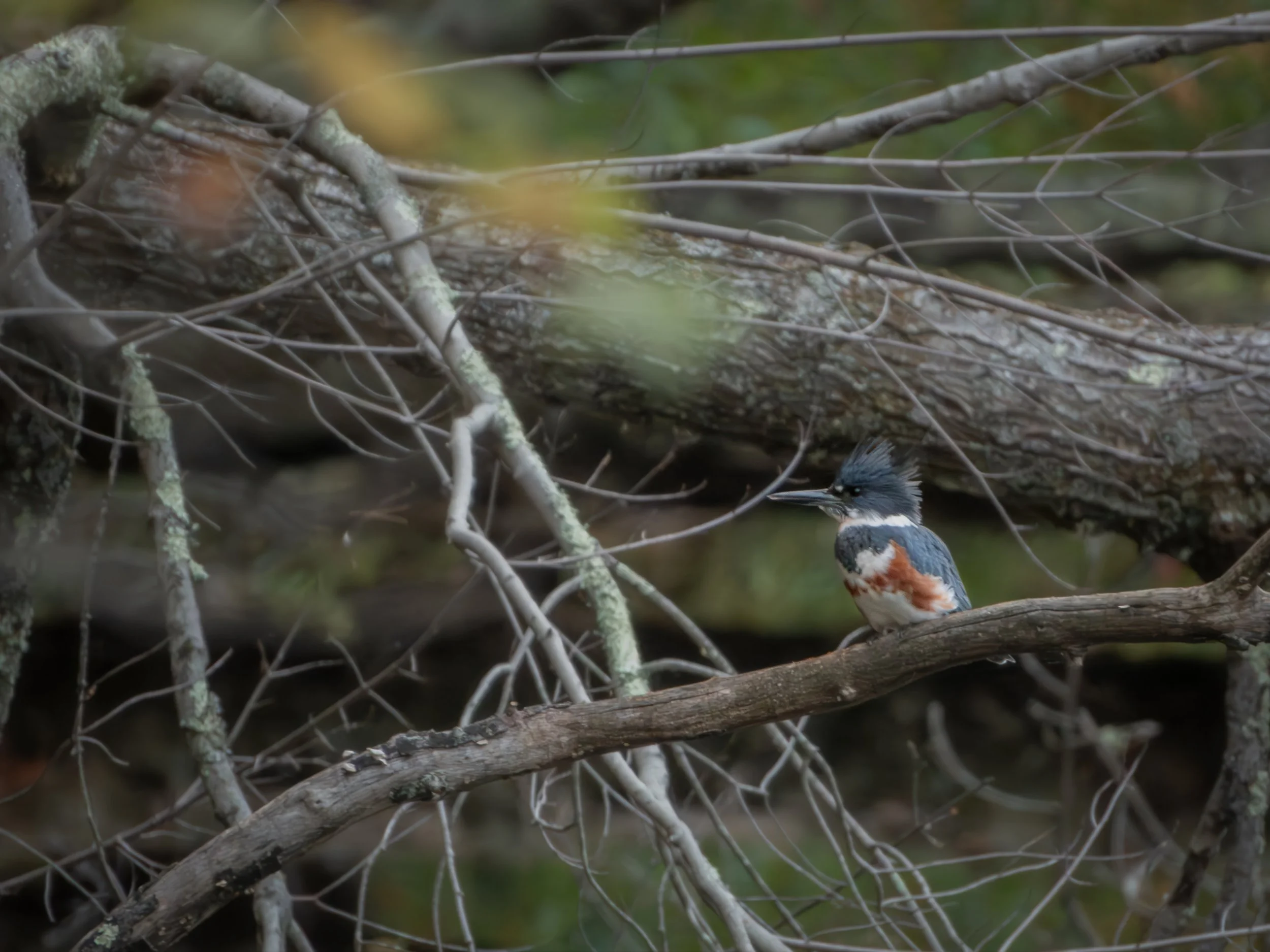 Belted Kingfisher (Megaceryle alcyon), 2025