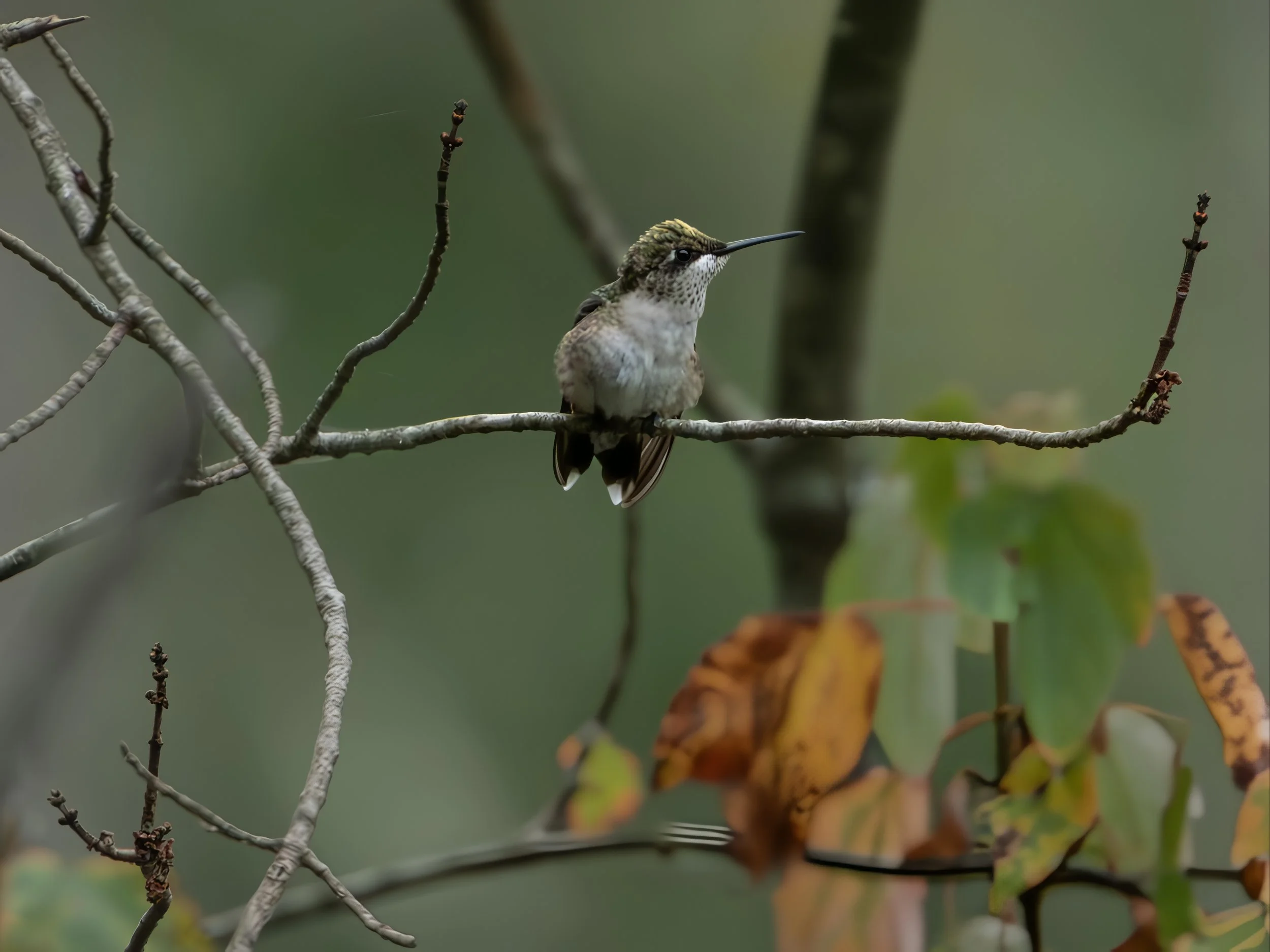 Ruby-throated Hummingbird (Archilochus colubris), 2025