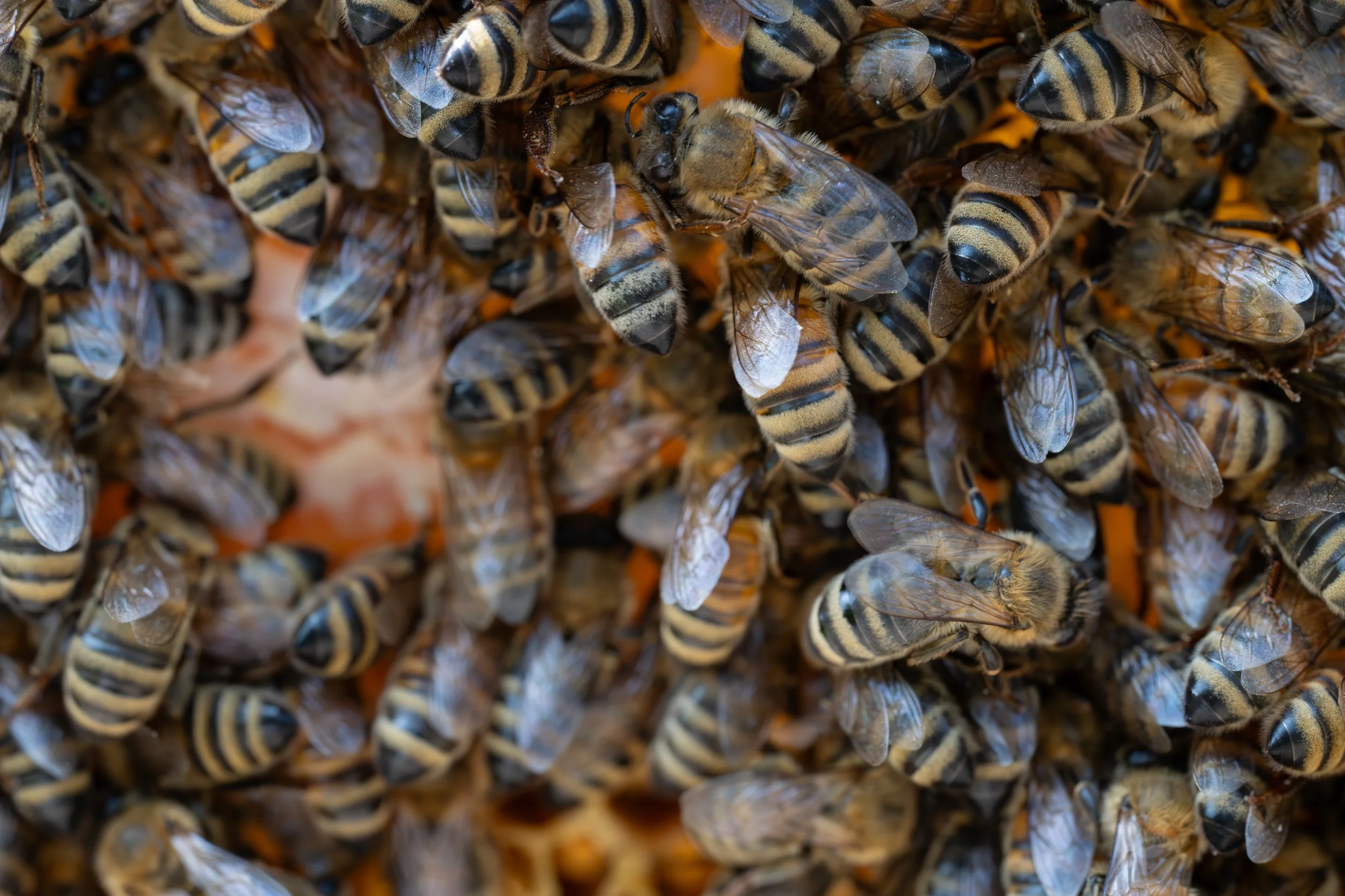 European Honey Bees (Apis mellifera), 2025