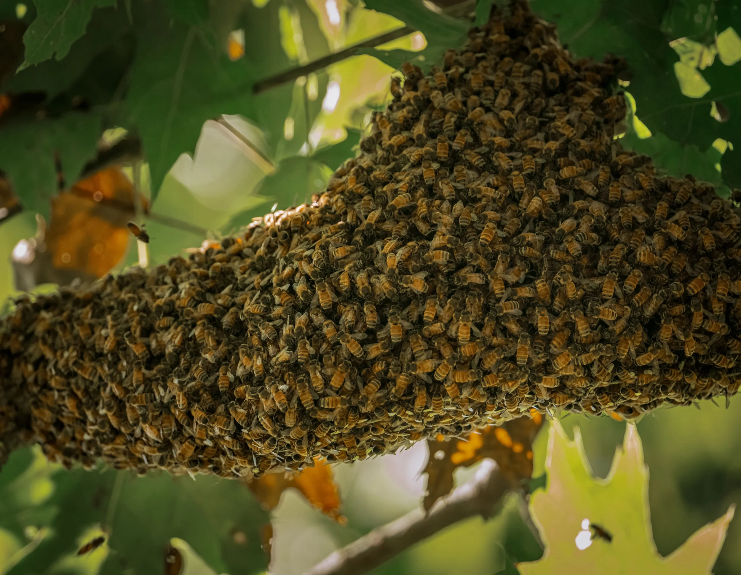 European Honey Bees (Apis mellifera), 2025