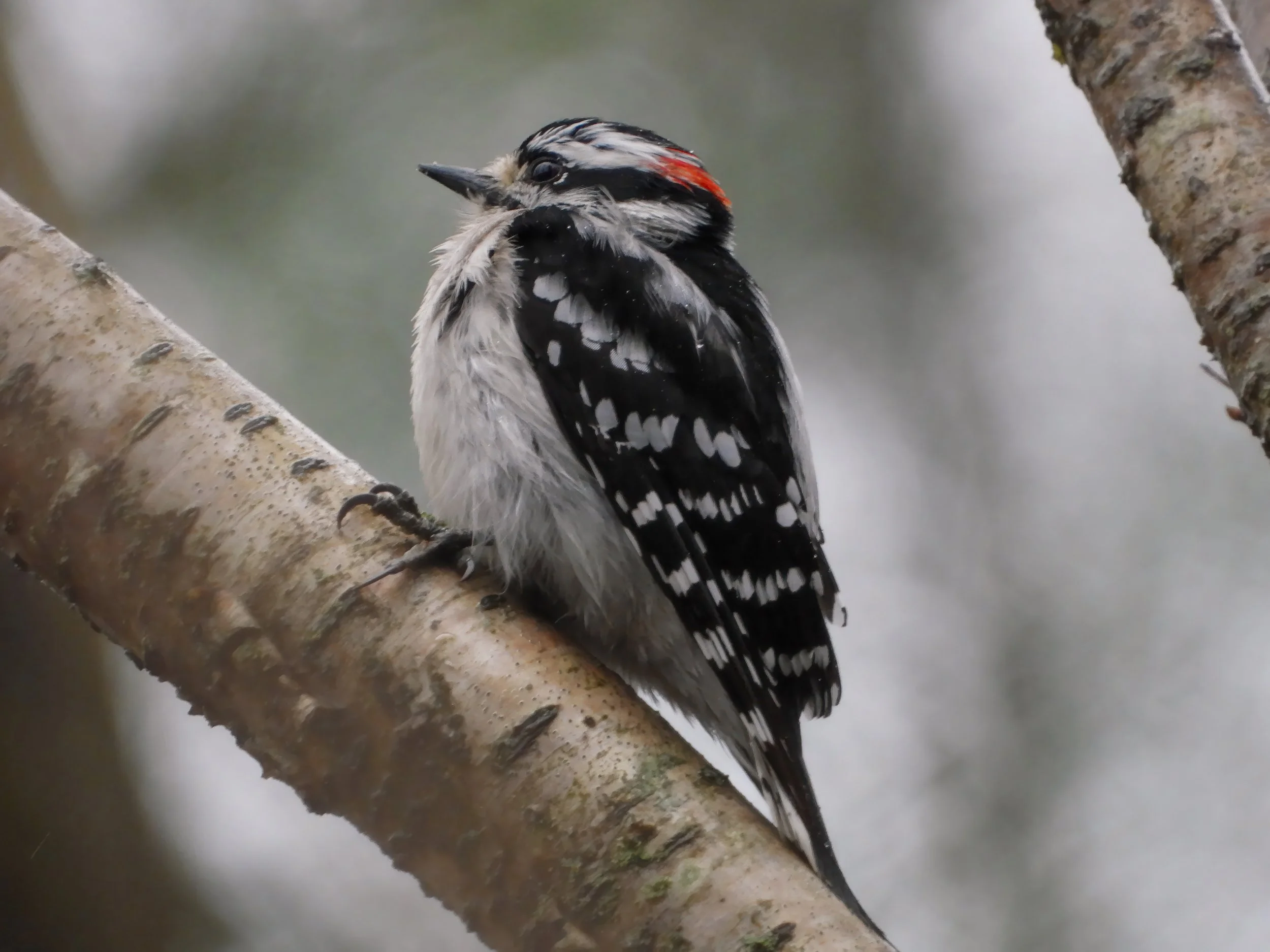Downy Woodpecker (Picoides pubescens), 2025