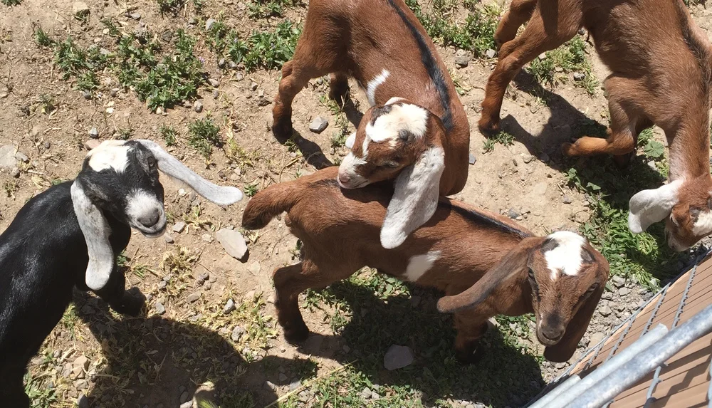 Reflections on Barnyard Saints