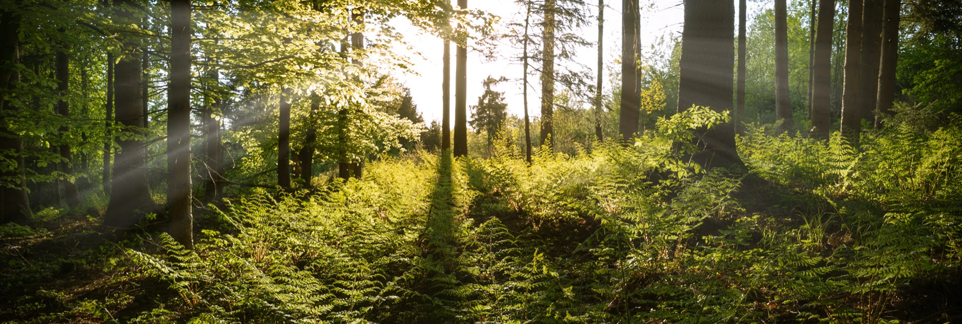 forest.jpg