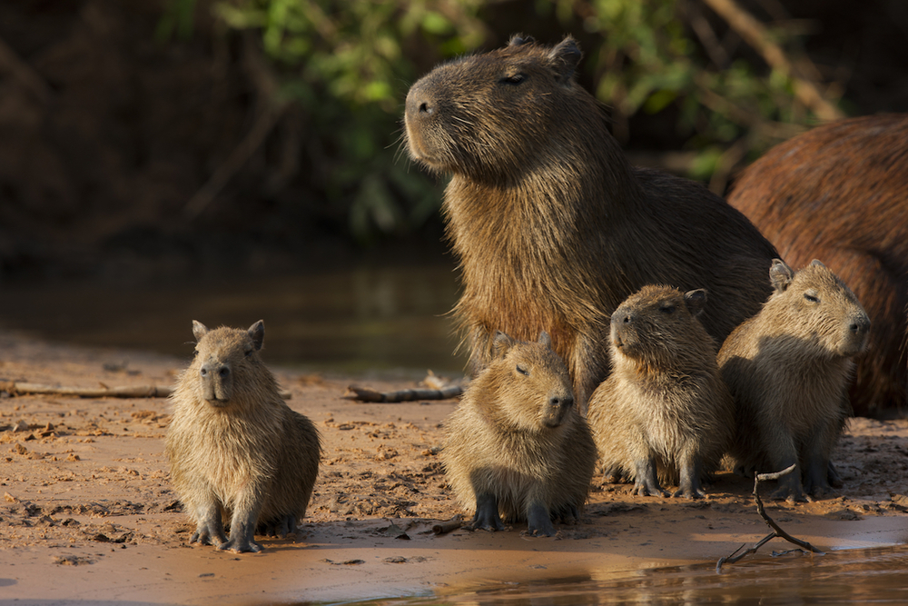 Cool as a capybara