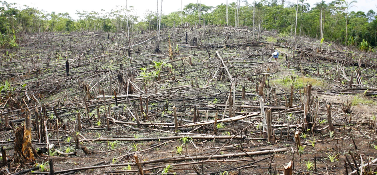 Deforestation is still an ongoing problem in many nations. Image Credit: LEAF Centre