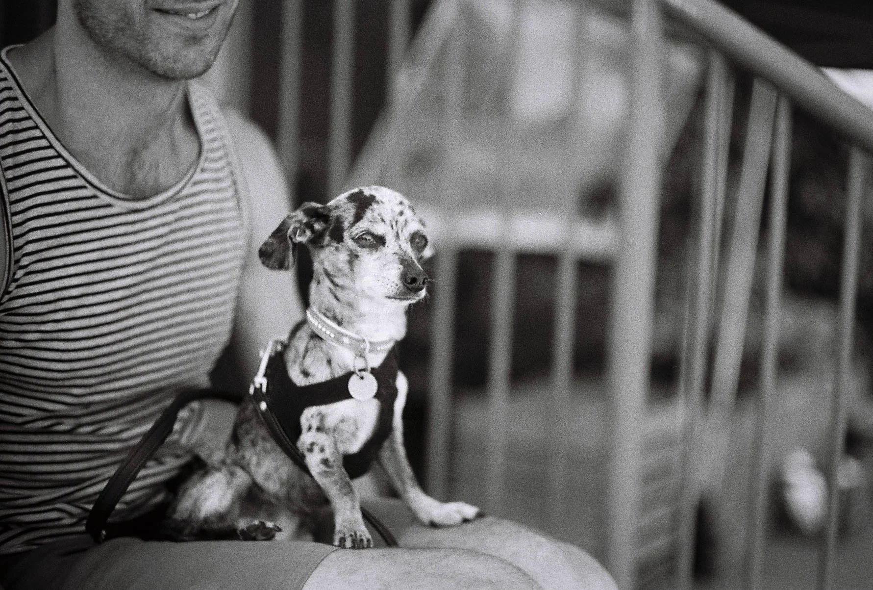 Dog at Kitsilano Farmer's Market Vancouver Canon L1, 50mm F1.4, TMax 400 film 7.16