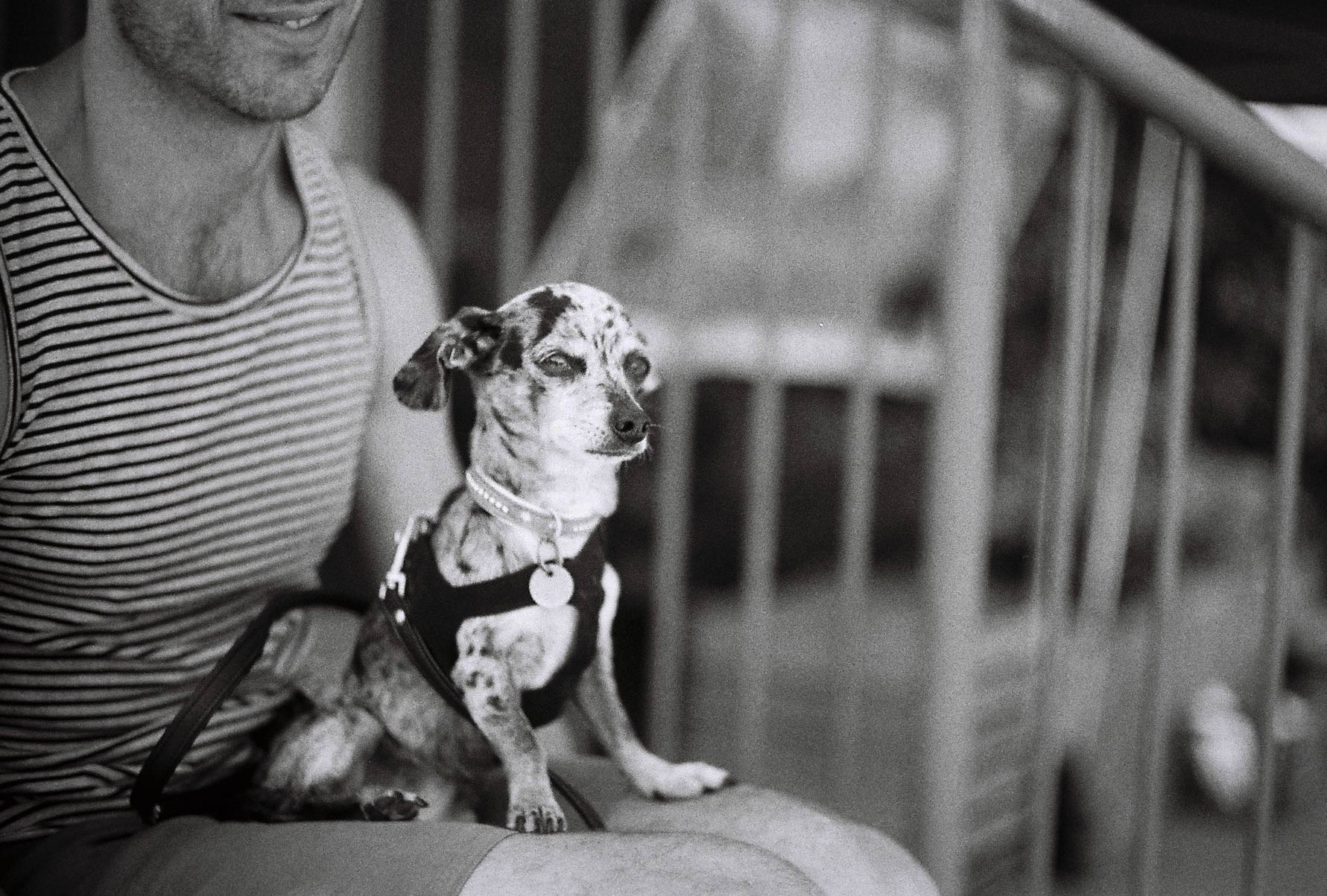  Canon L1, 50mm F1.4 lens.&nbsp; TMax 400, 1/1000 sec. F1.4 in the shade.&nbsp; 