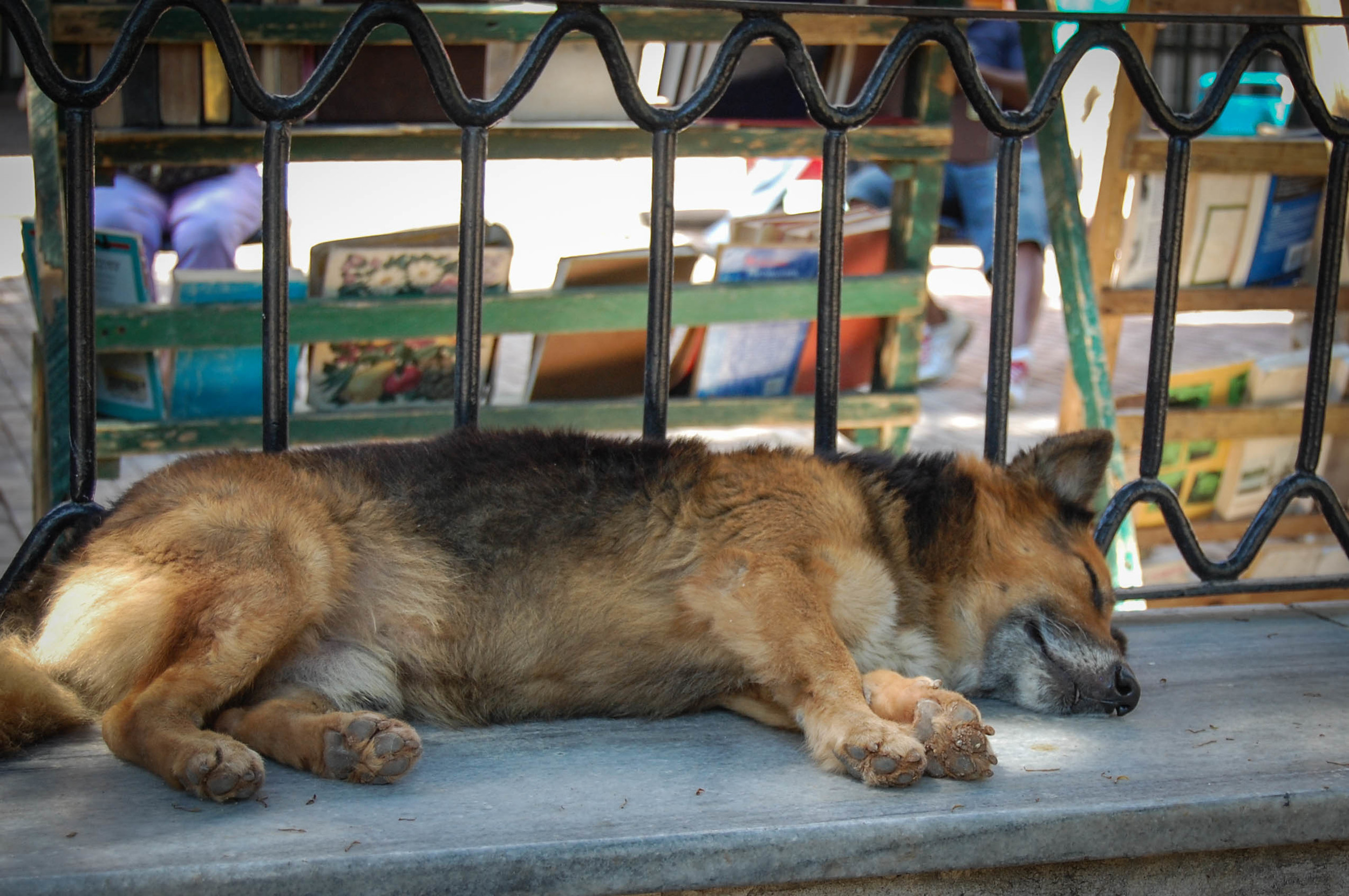  Sleeping dog Old Havana, Cuba Nikon D40, 18-55mm F3.5 3.13 