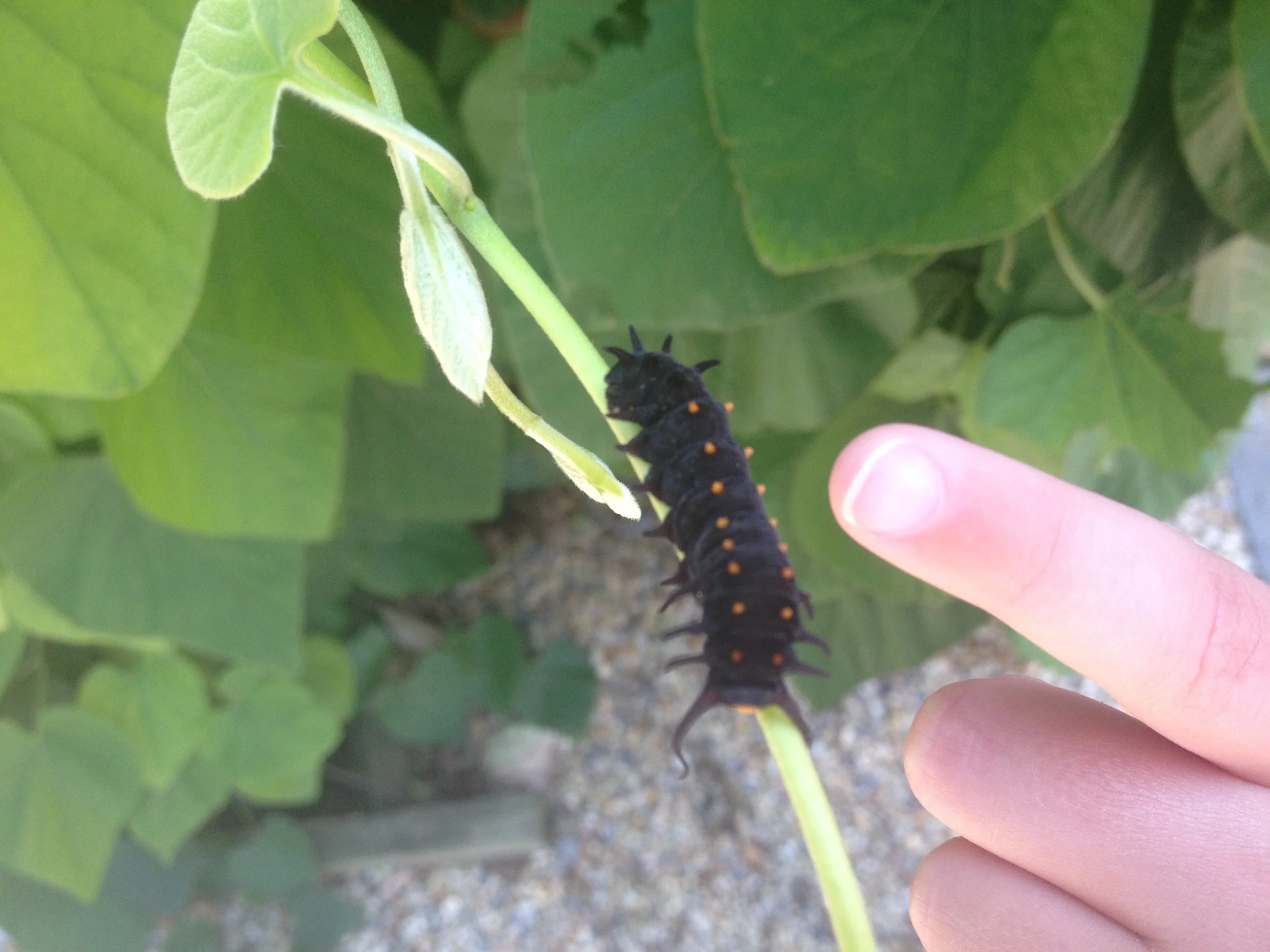 pipevine swallow tail.JPG
