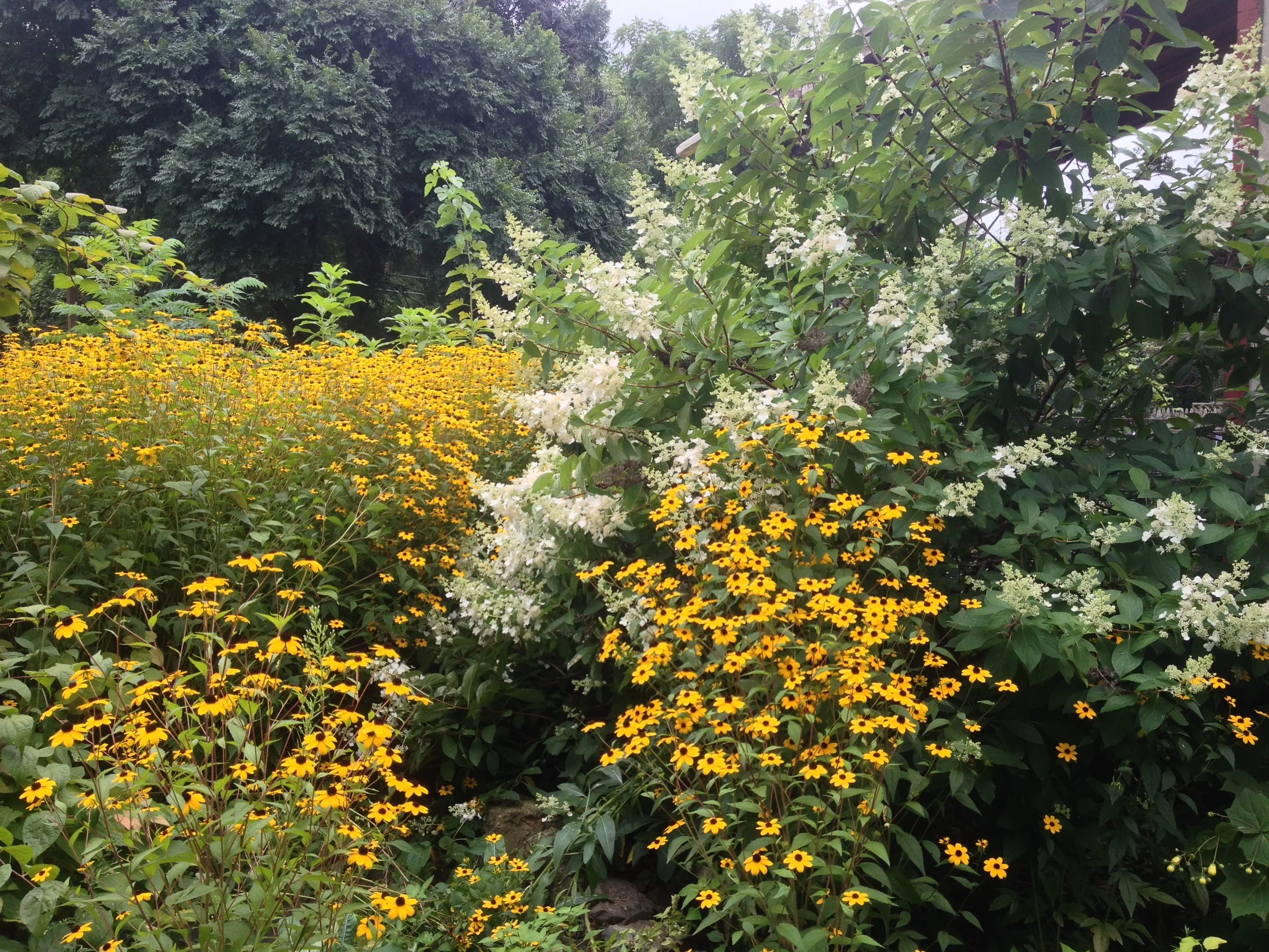 Rudbeckia triloba.JPG