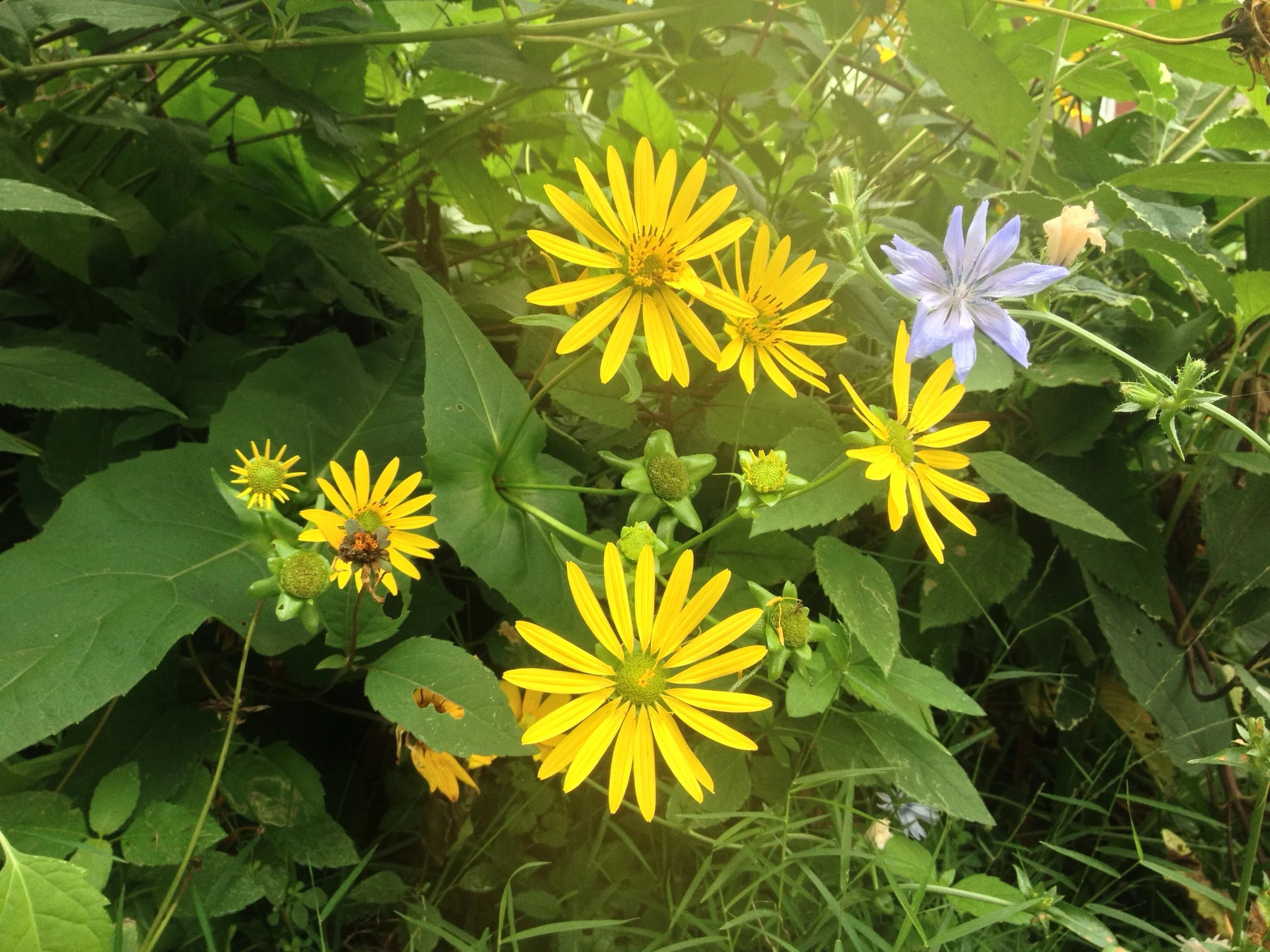 cup flower with chickory.JPG