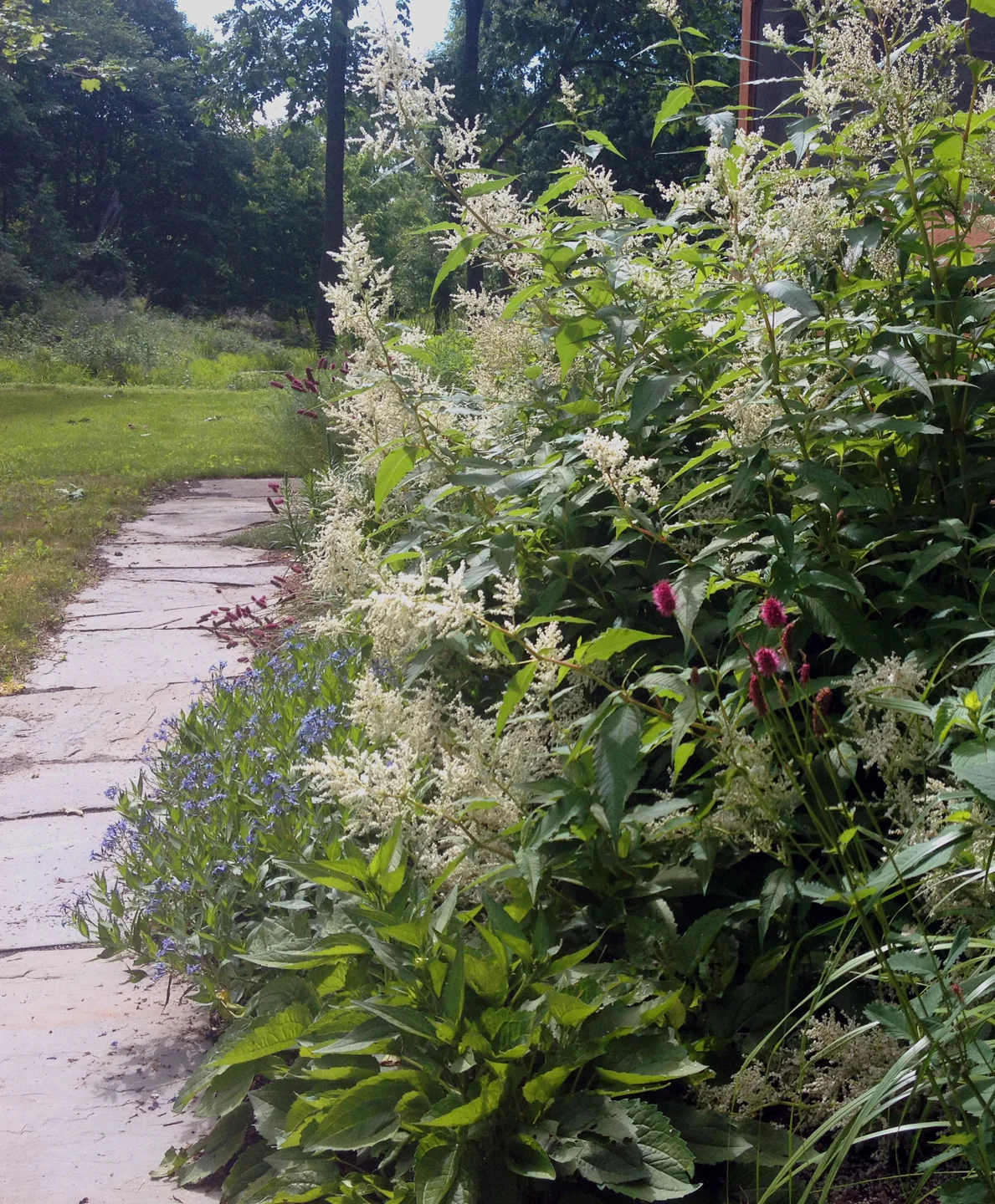catskill-amsonia.jpg