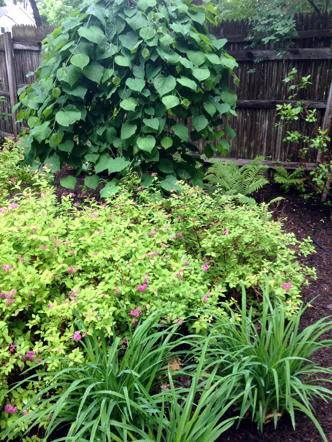 catskill-cercis.jpg