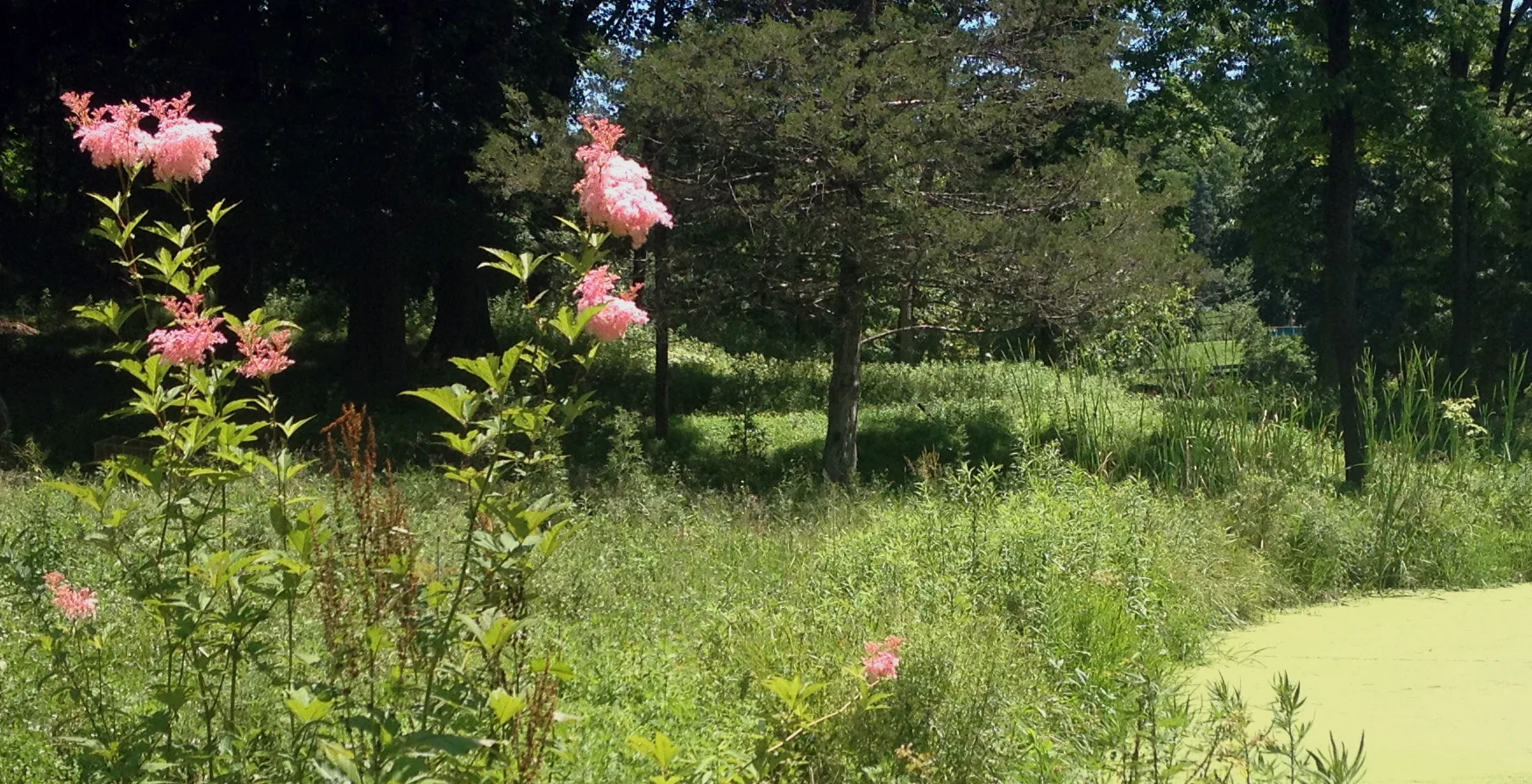catskill-filipendula.jpg
