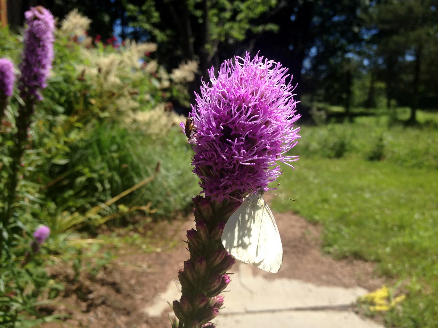catskill-liatris.jpg