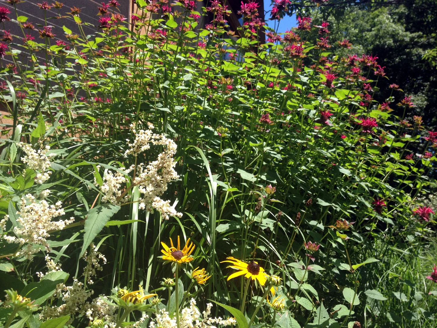 catskill-monarda.jpg