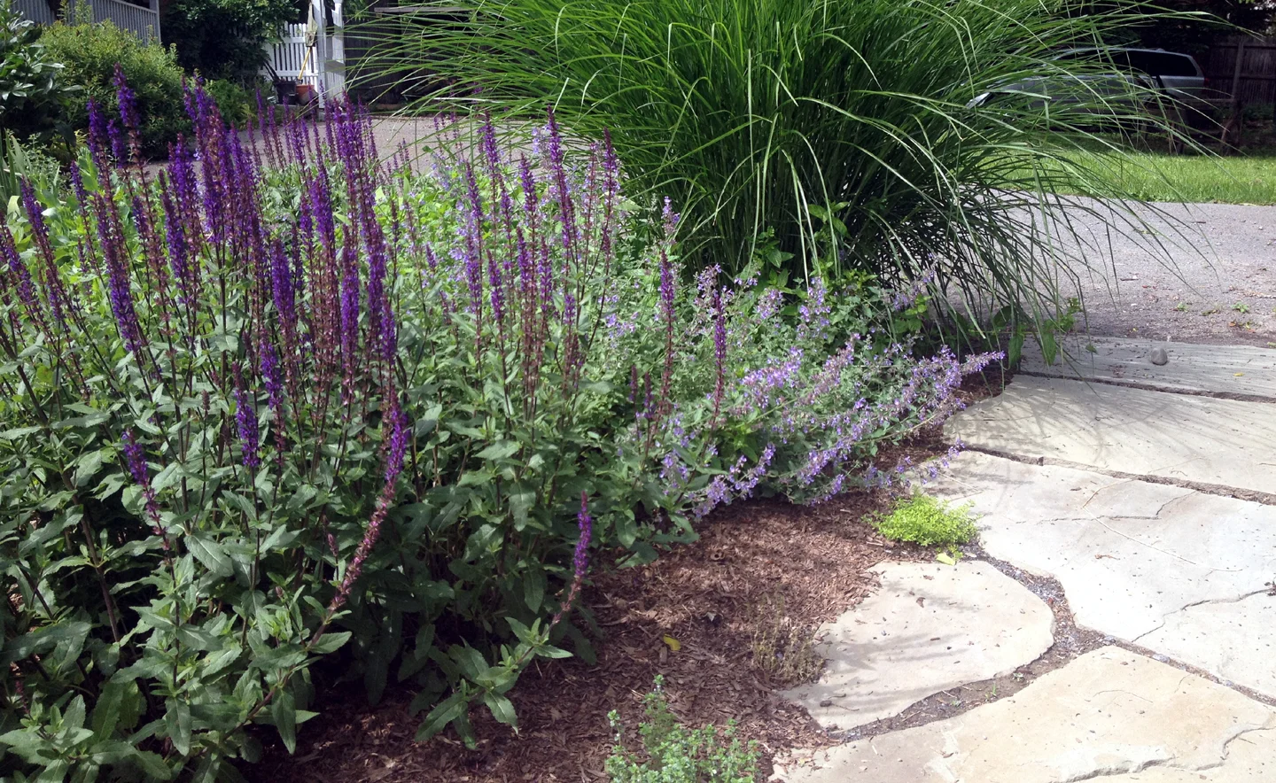 catskill-nepeta.jpg
