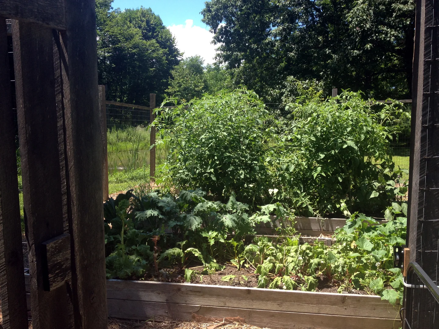 catskill-veg2.jpg