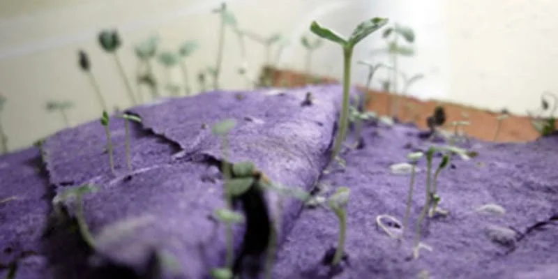 Harvesting History Family Workshop: Sowing the Seeds of Love