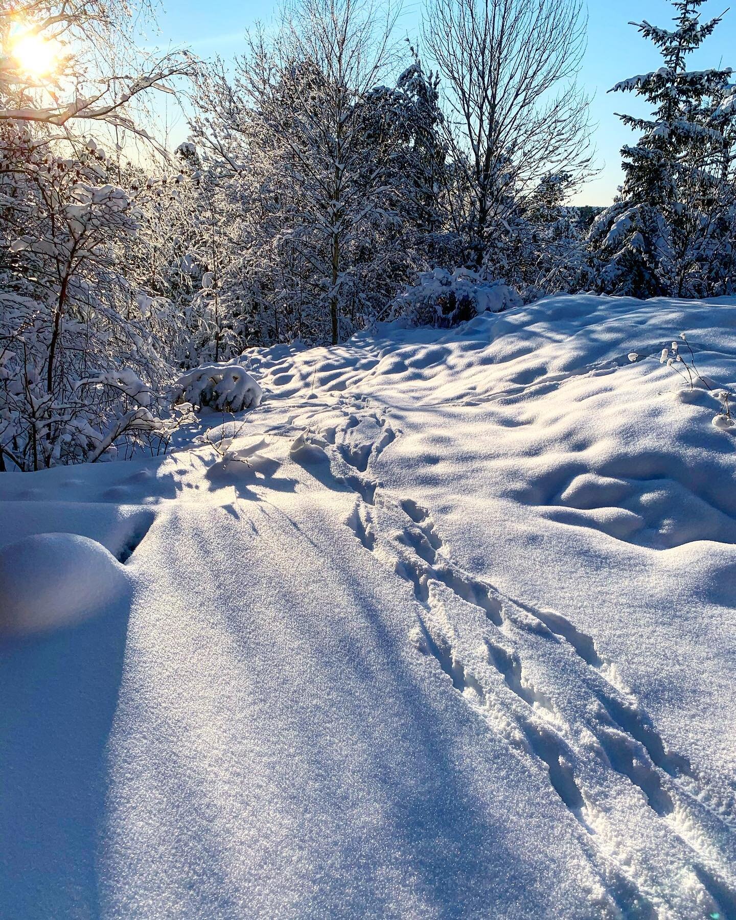 Some deer tracks on my snow covered lawn. ❄️🐾🐾 #podcast #naturalbornalchemist #freedomisinthemind #nature #deer #deertracks #snow #winter #beauty #naturephotography #winterlandscape