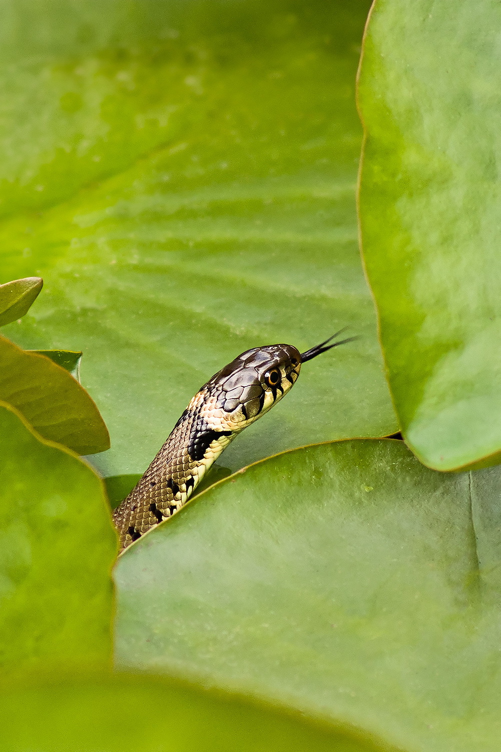 grass snake hunting in the lillies
