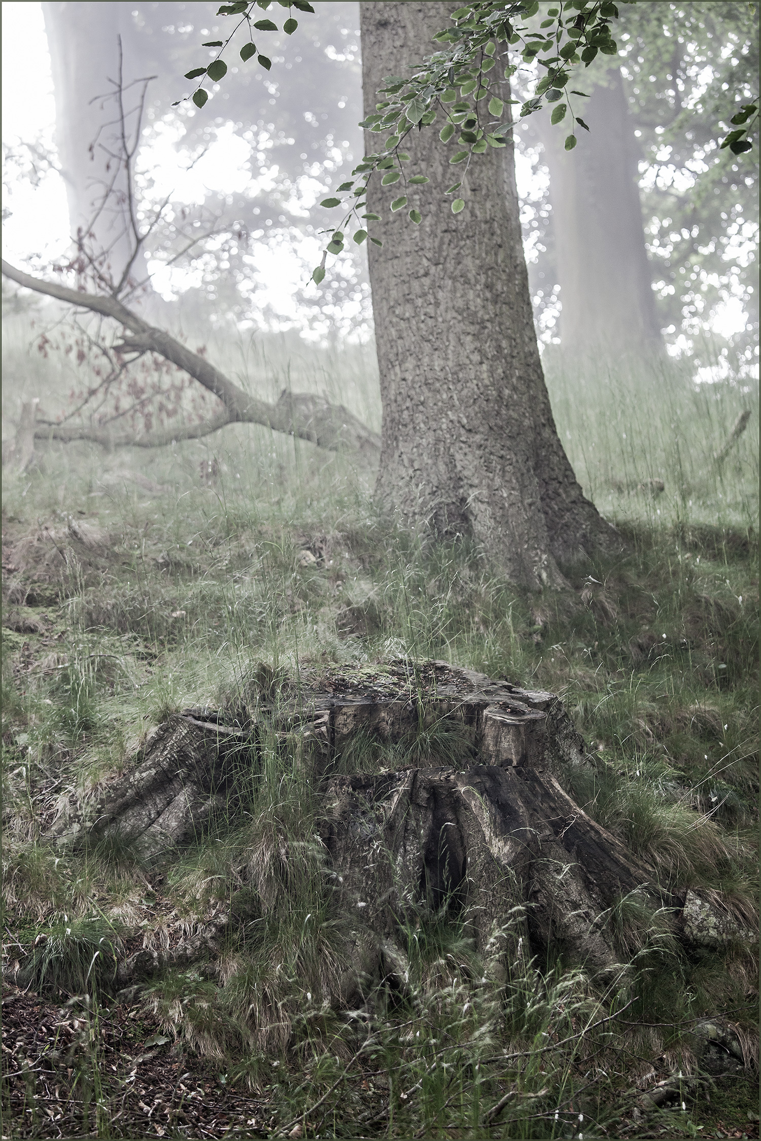 tree and stump, Northumberland