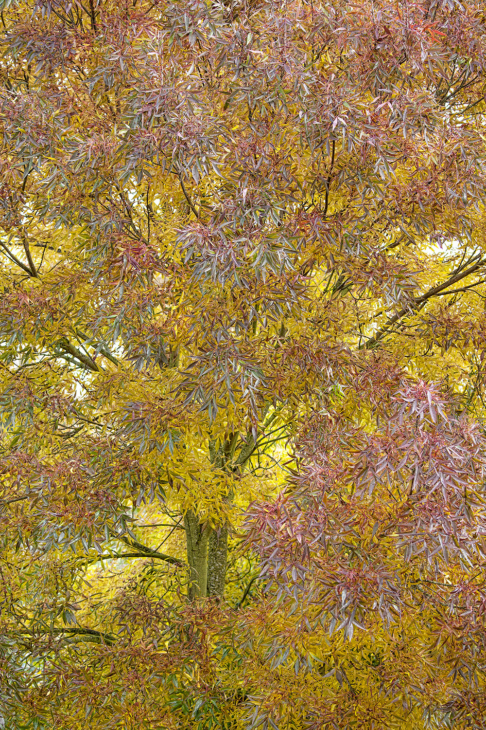 autumn colour, Warwickshire