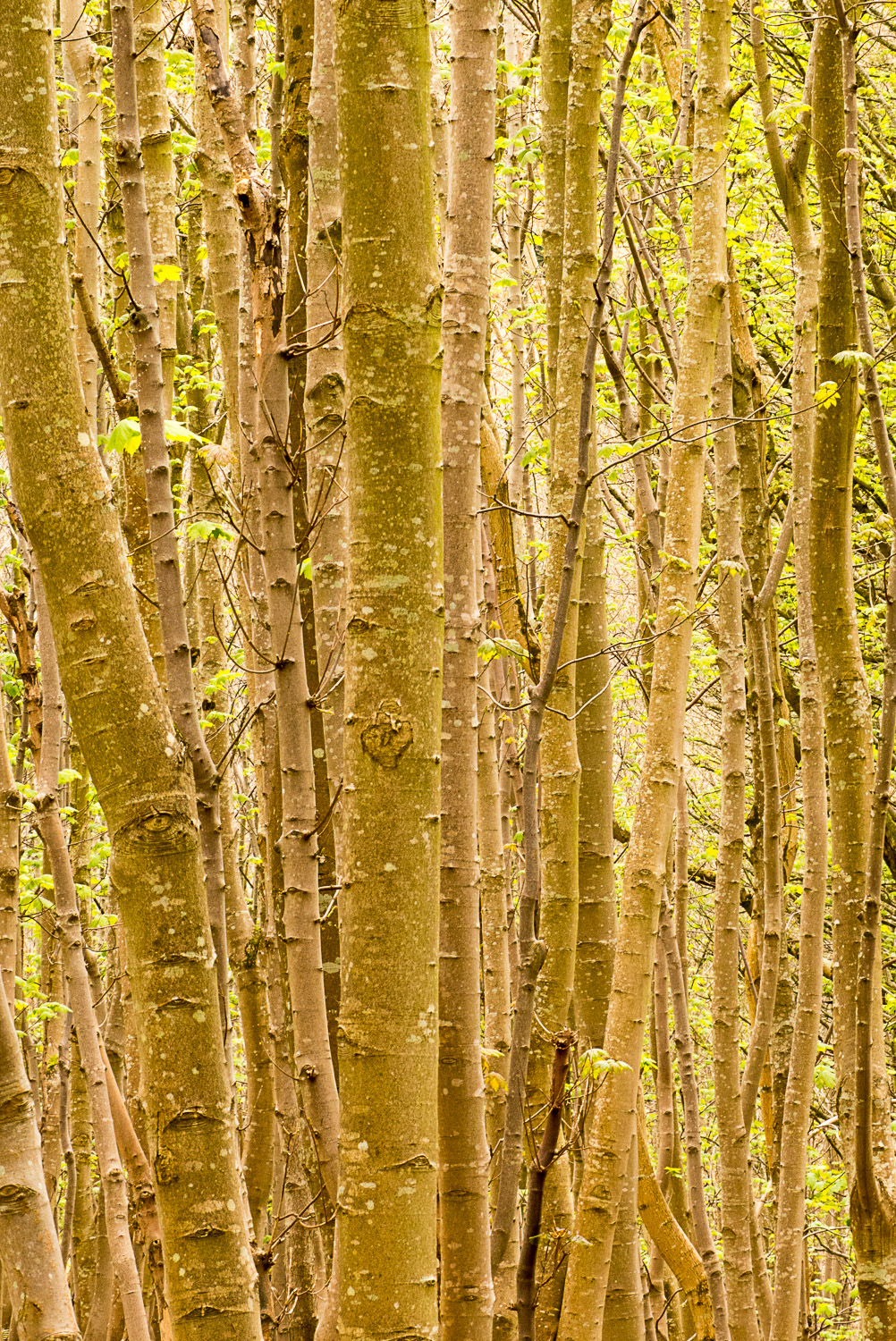 tree trunks, Devon