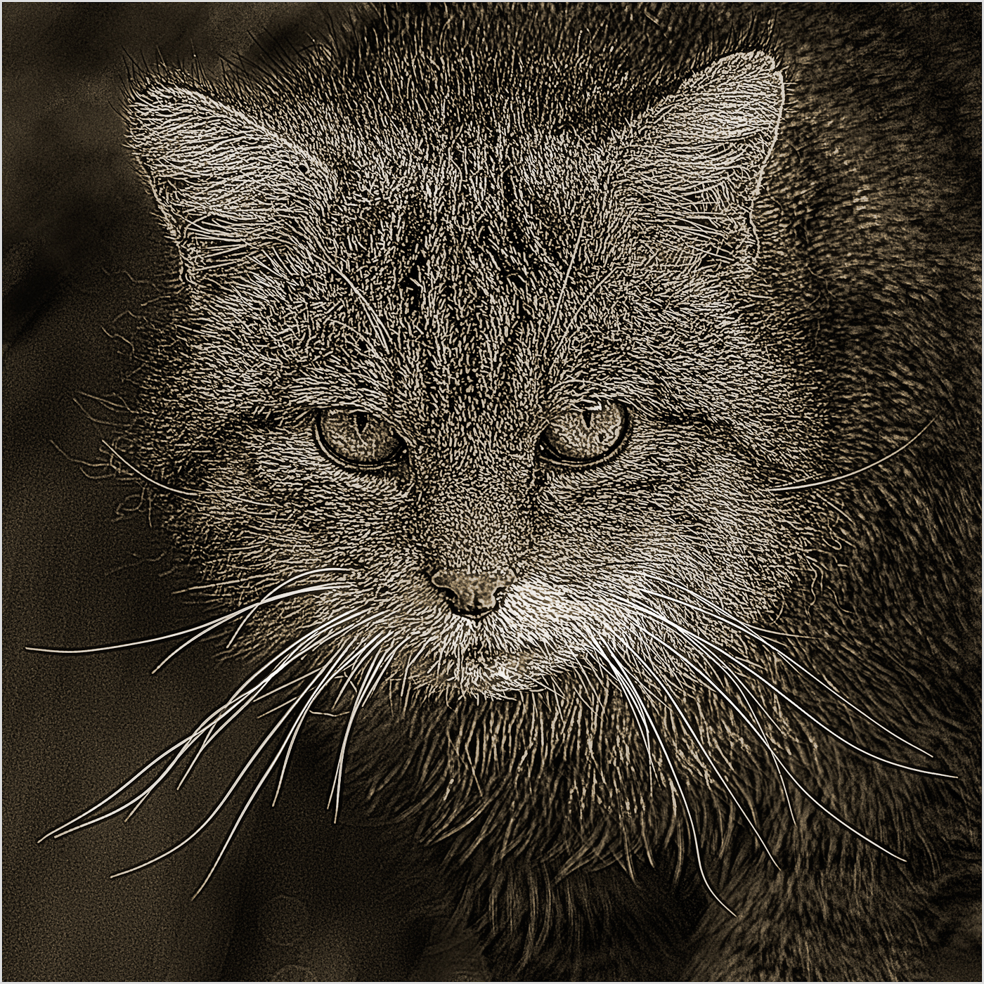 wildcat, woodcut