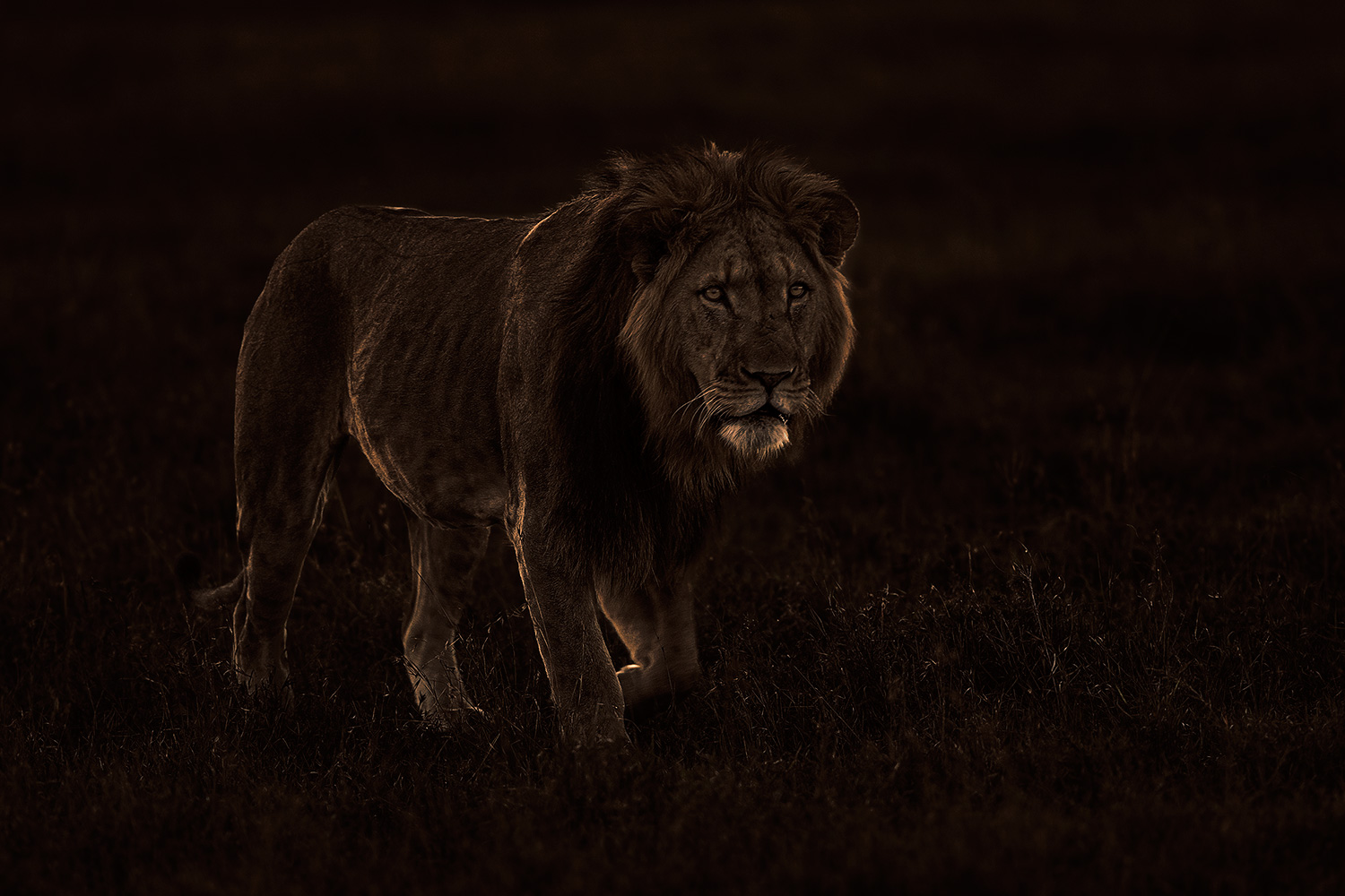 lion at dusk, toned