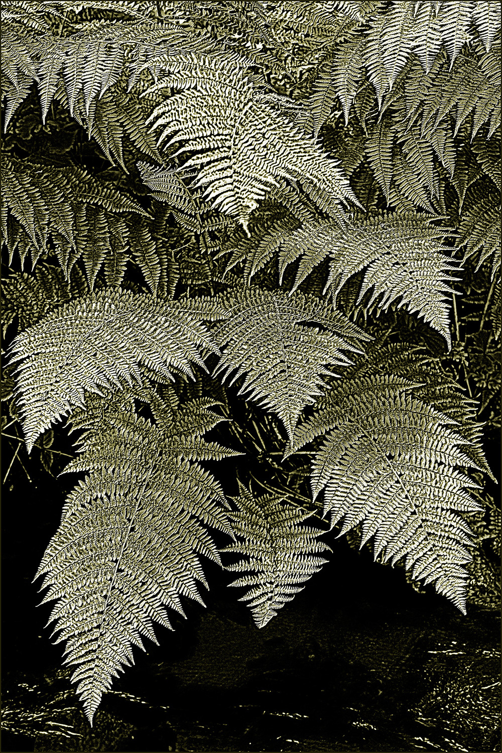 ferns, woodcut