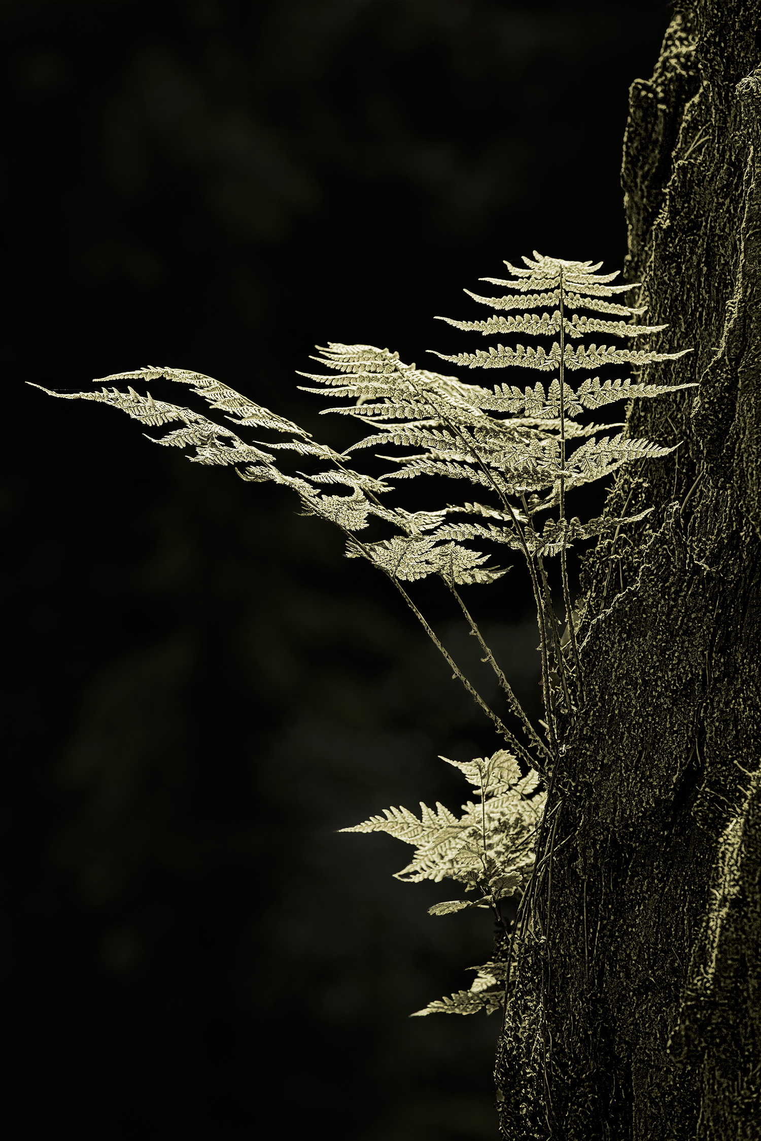 tree ferns, toned