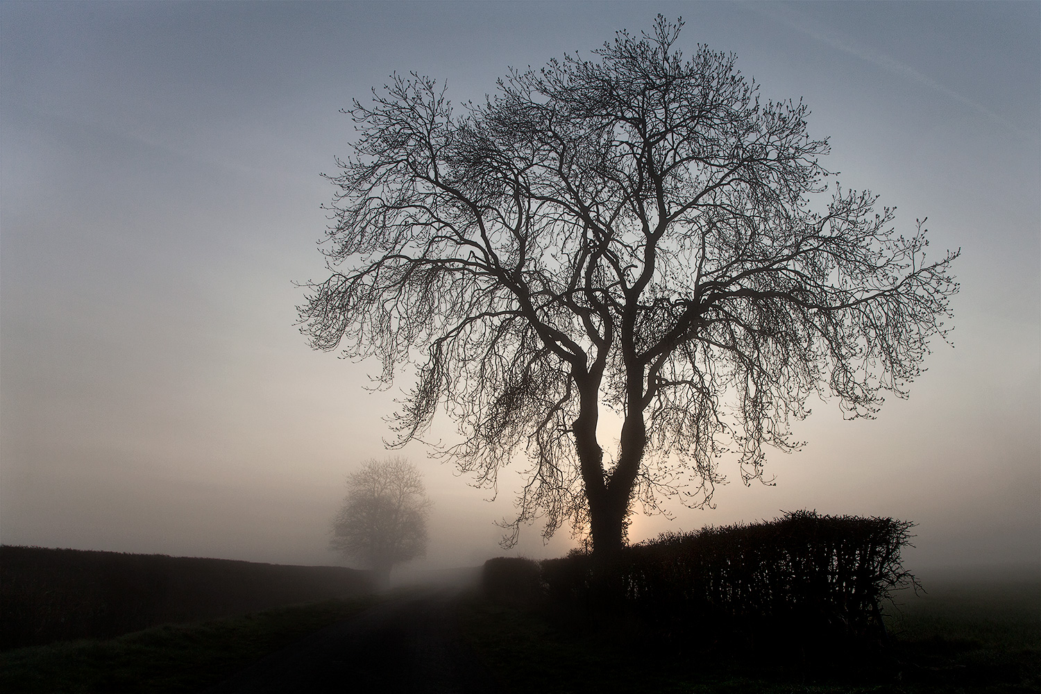 Tree, mist, sunrise, Knightcote Bottoms