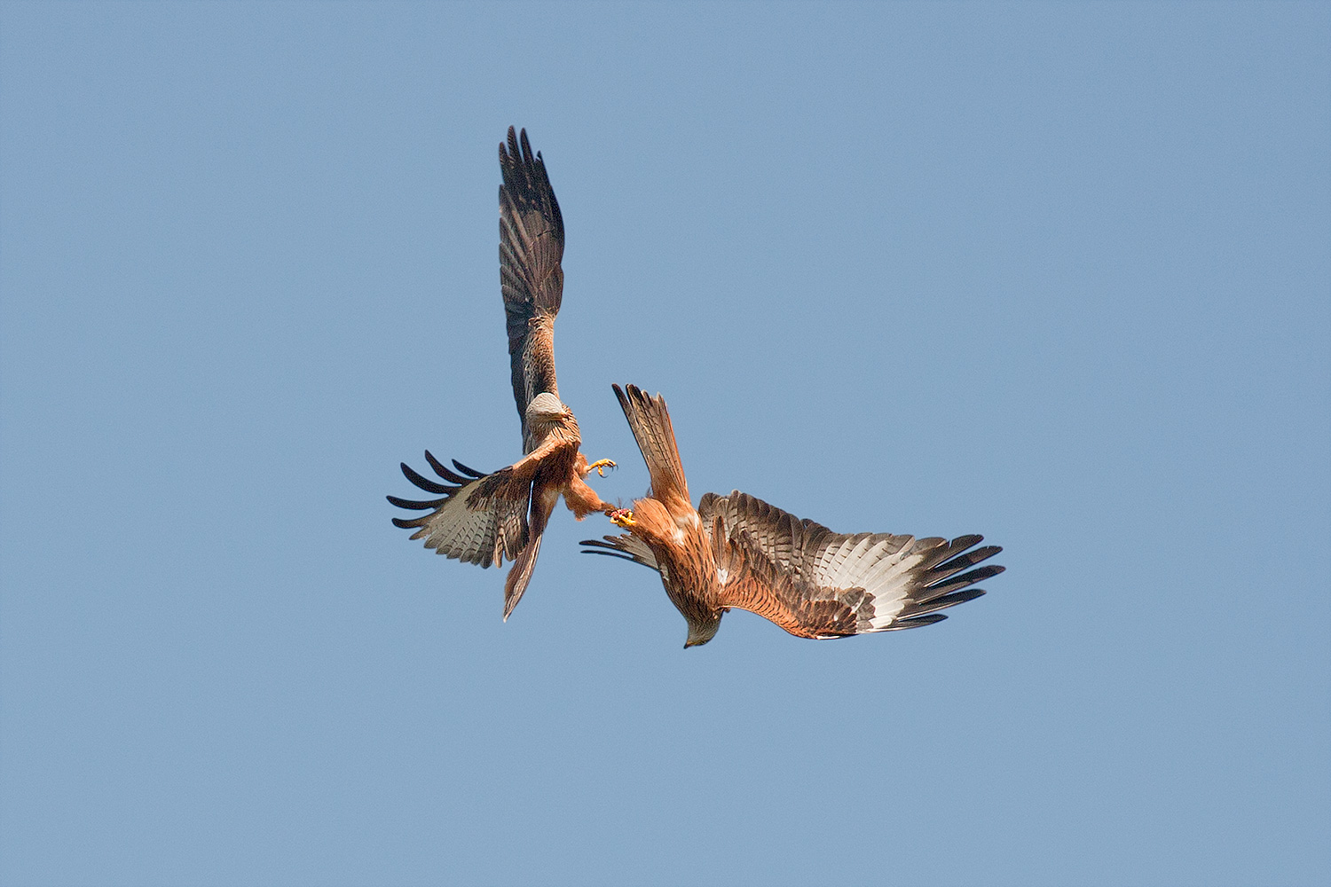 red kites fighting over food