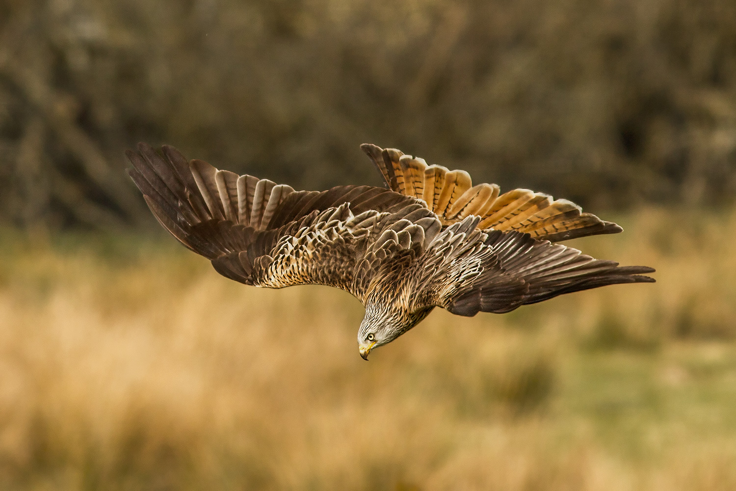 red kite diving