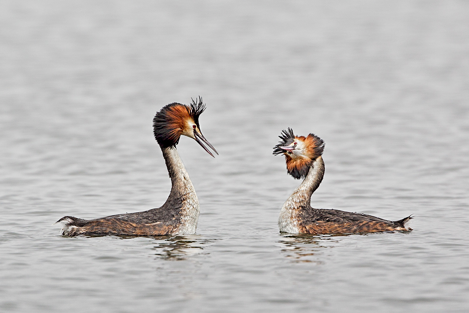 great crested grebes displaying