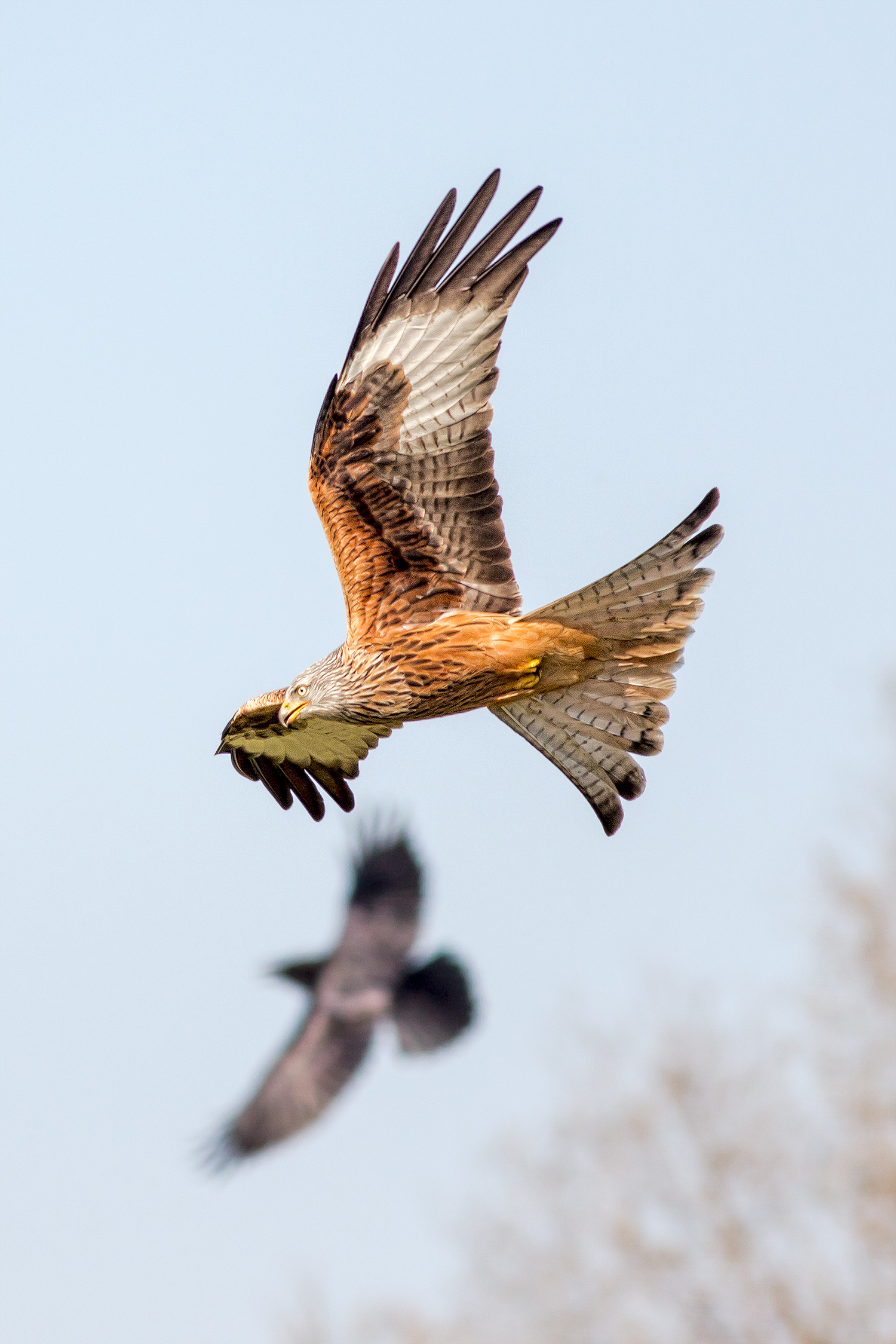 red kite and raven